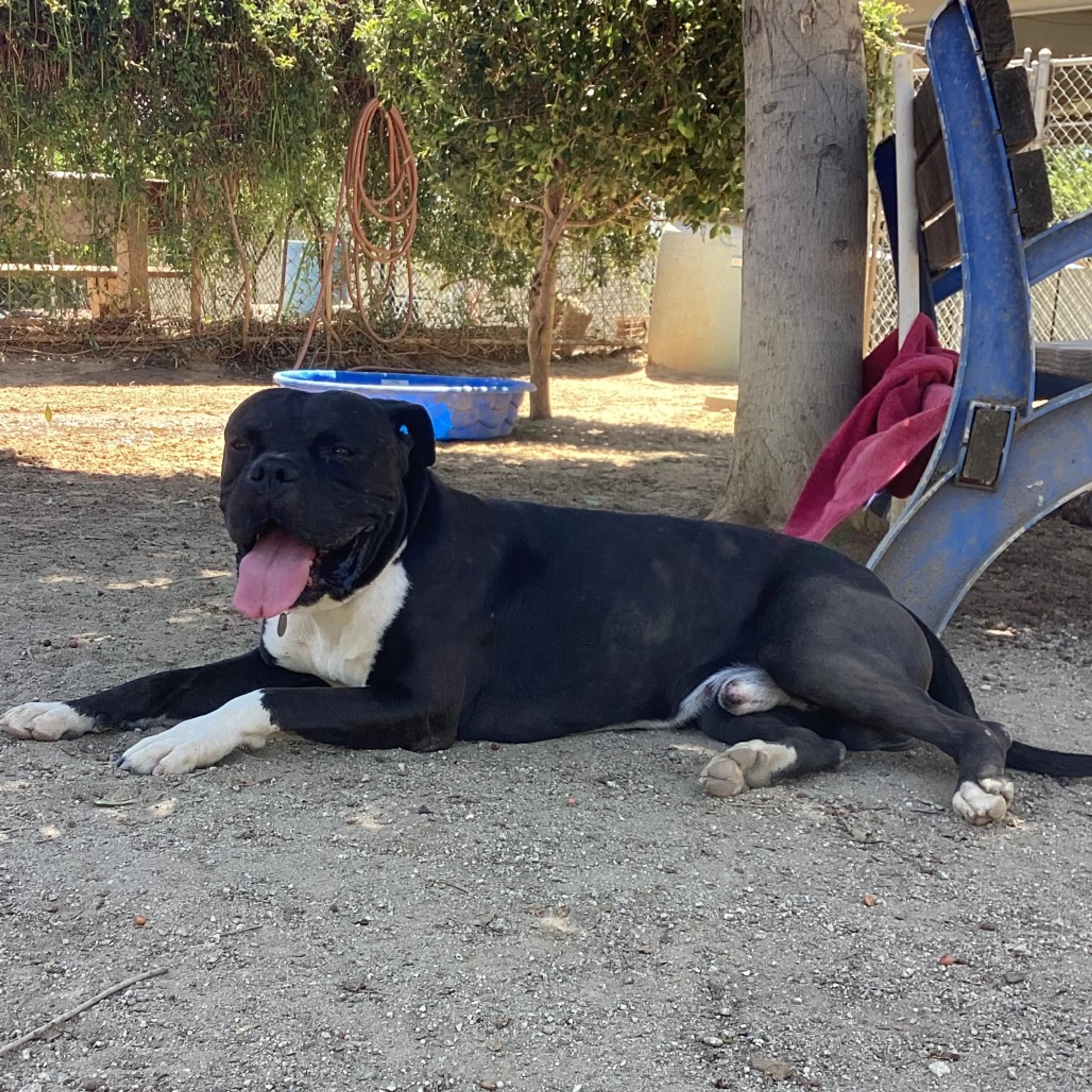 Found pet-5