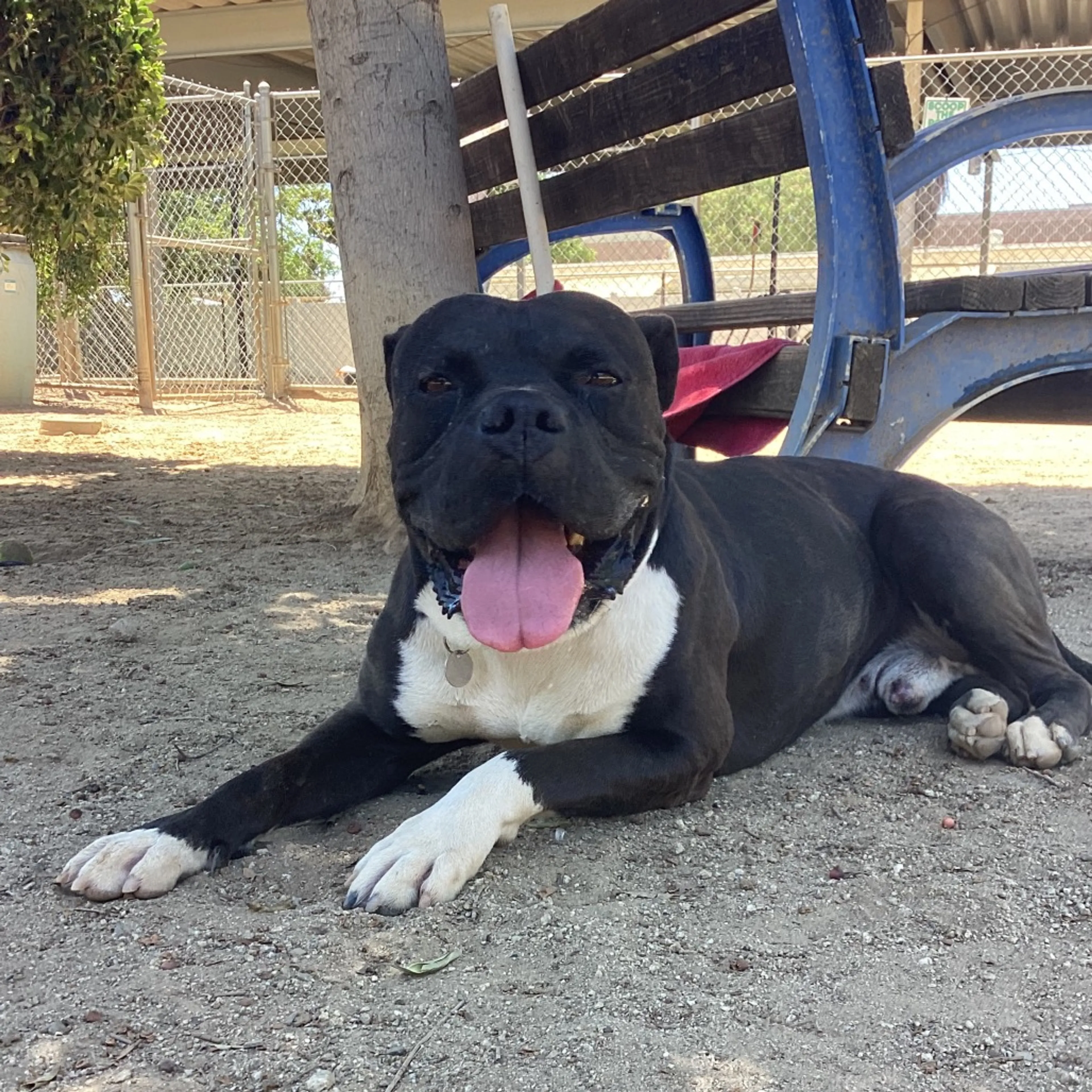 Found pet-4