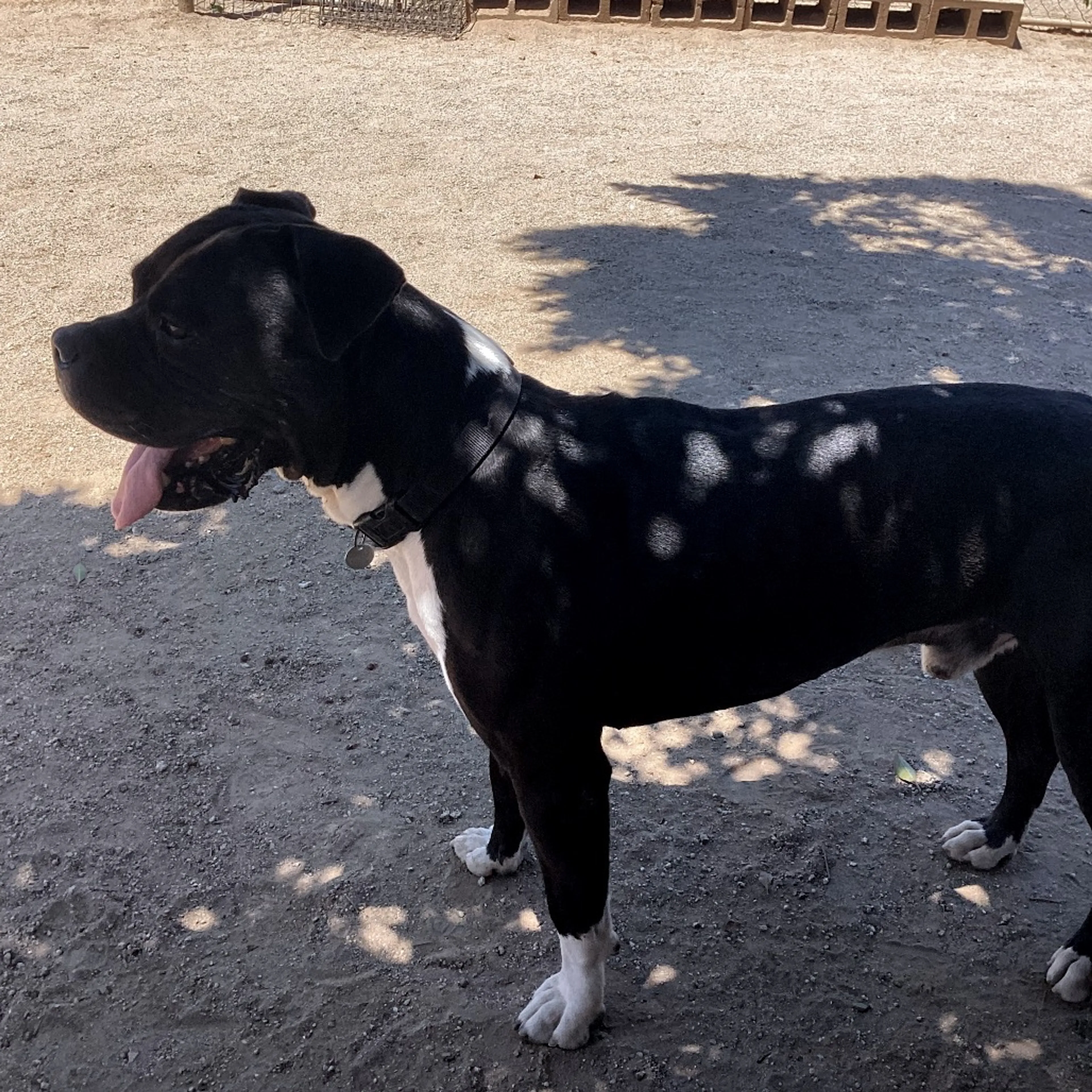 Found pet-9