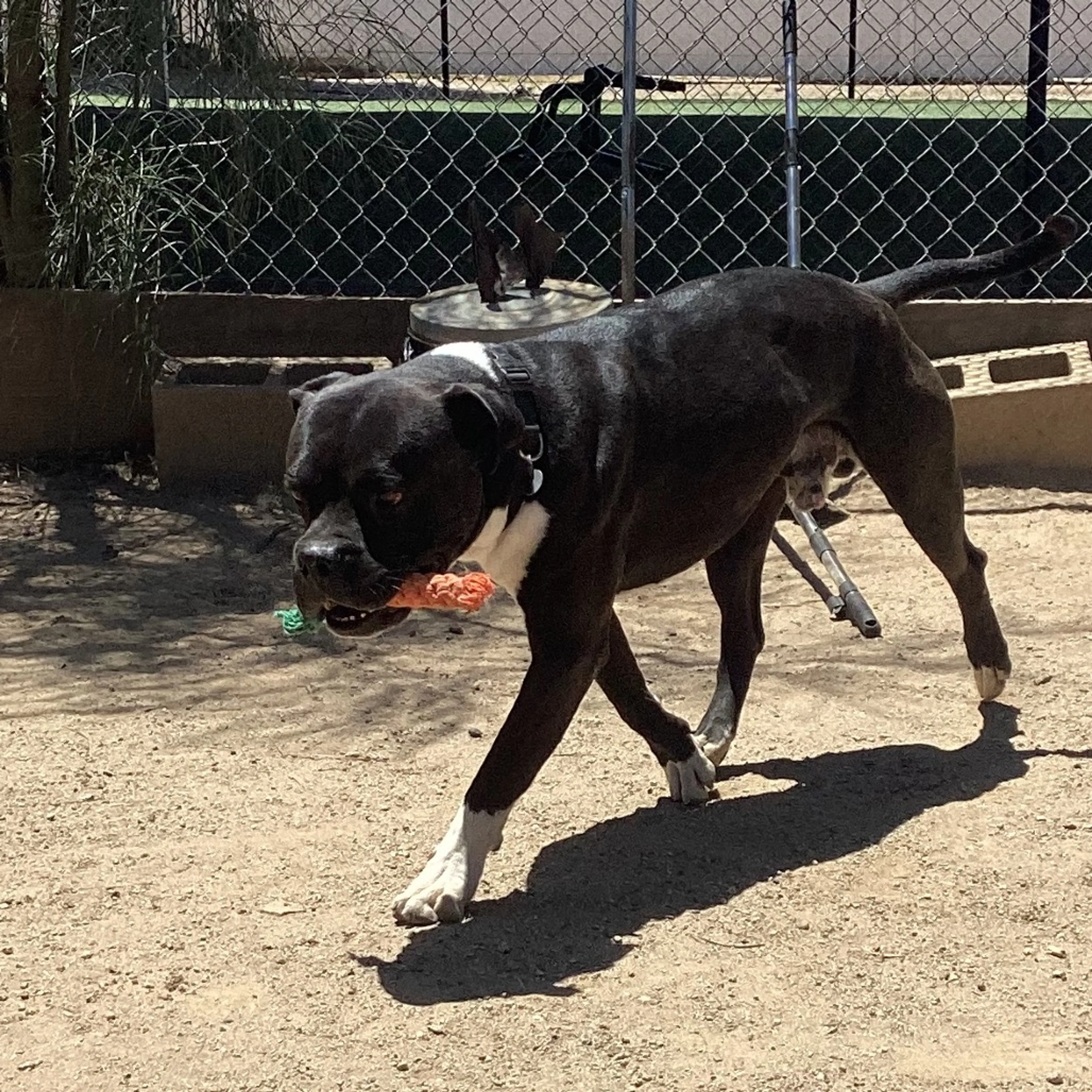 Found pet-11