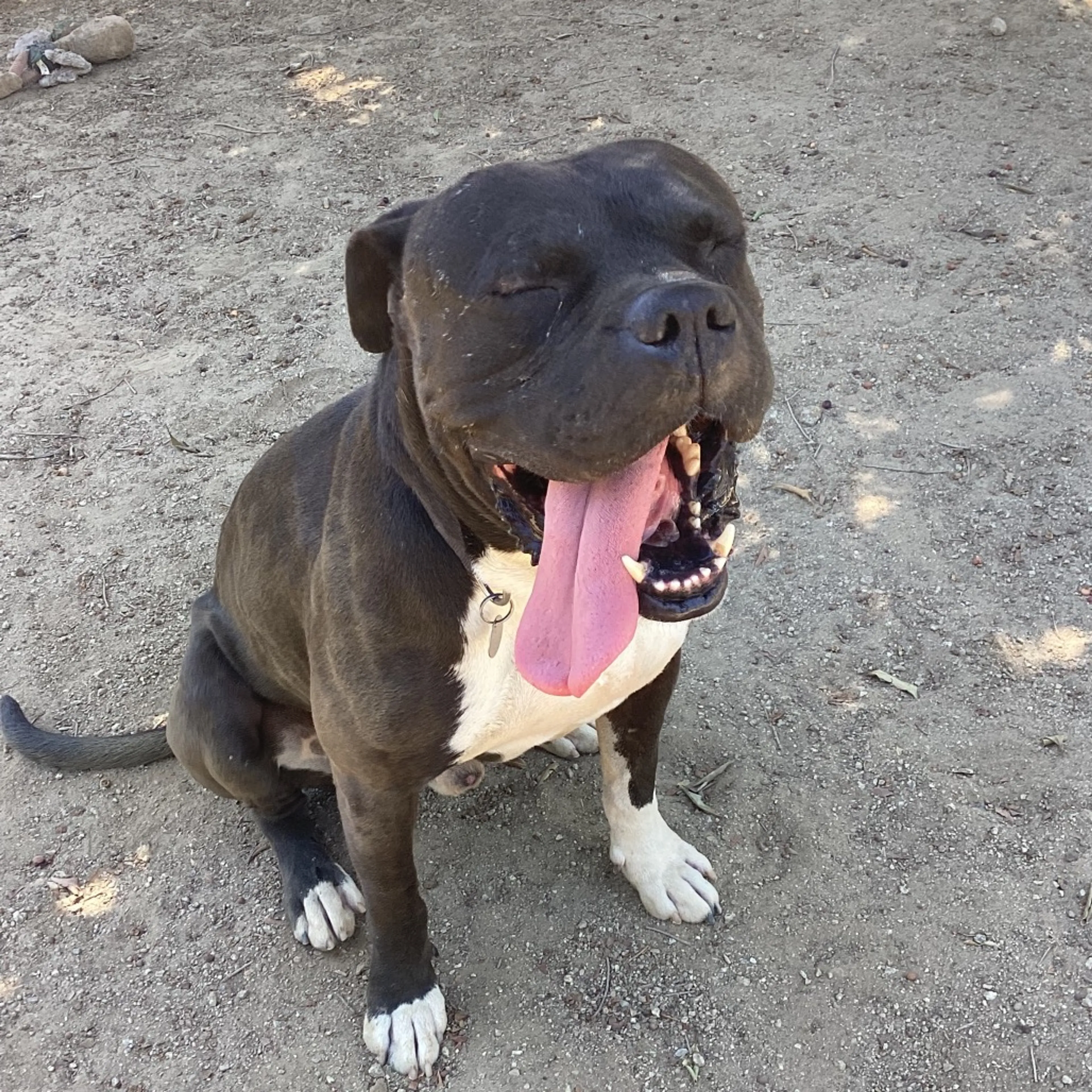 Found pet-3