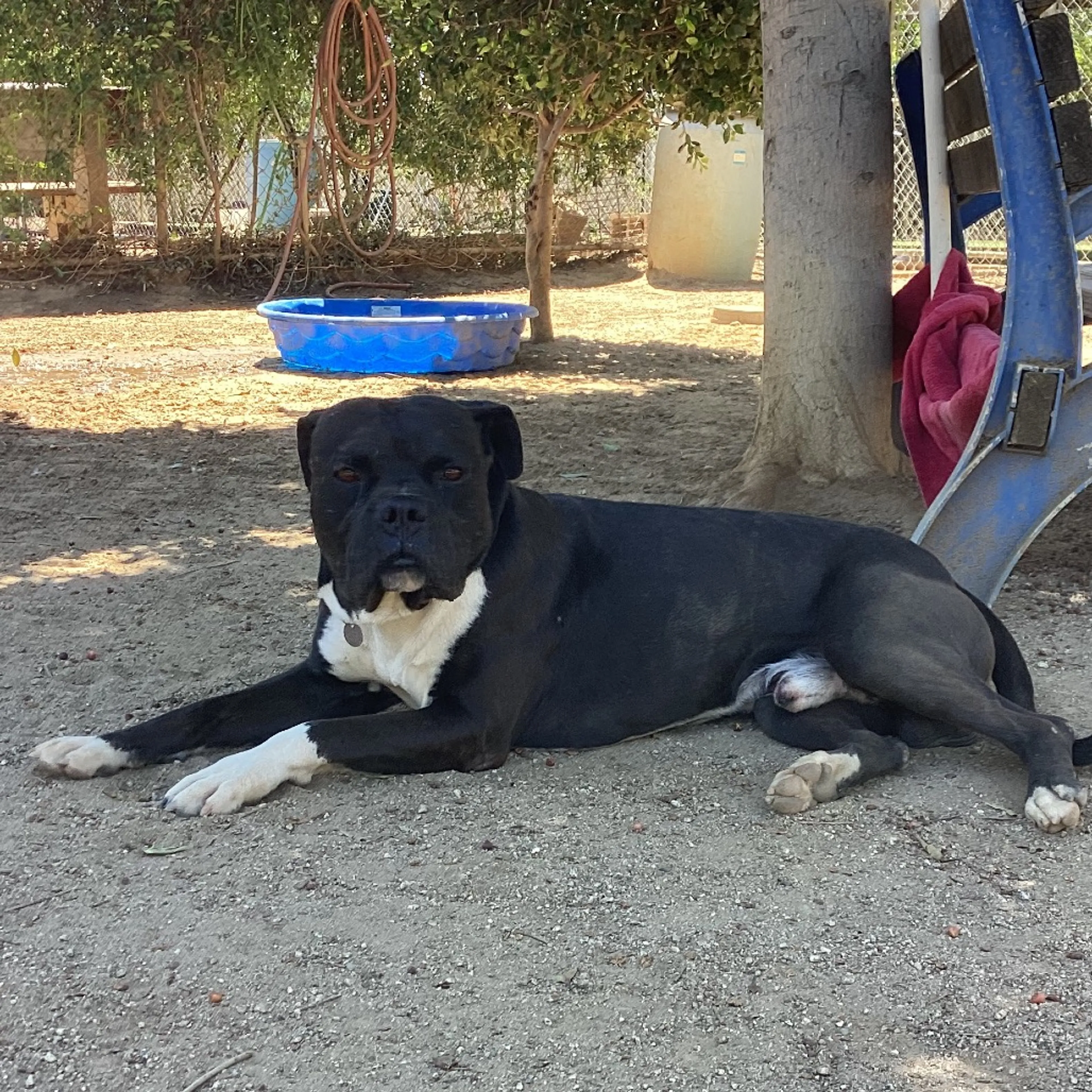Found pet-12