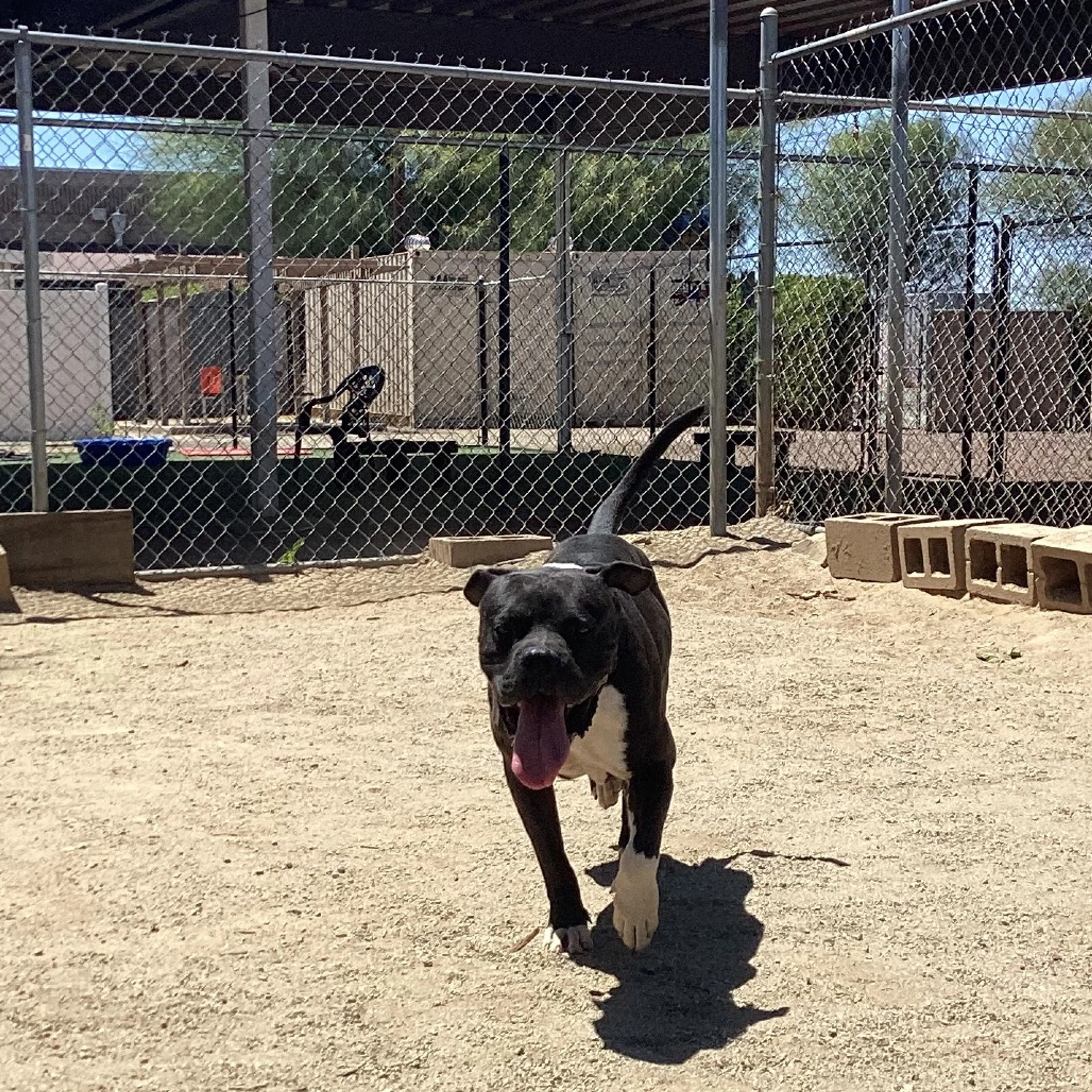 Found pet-8