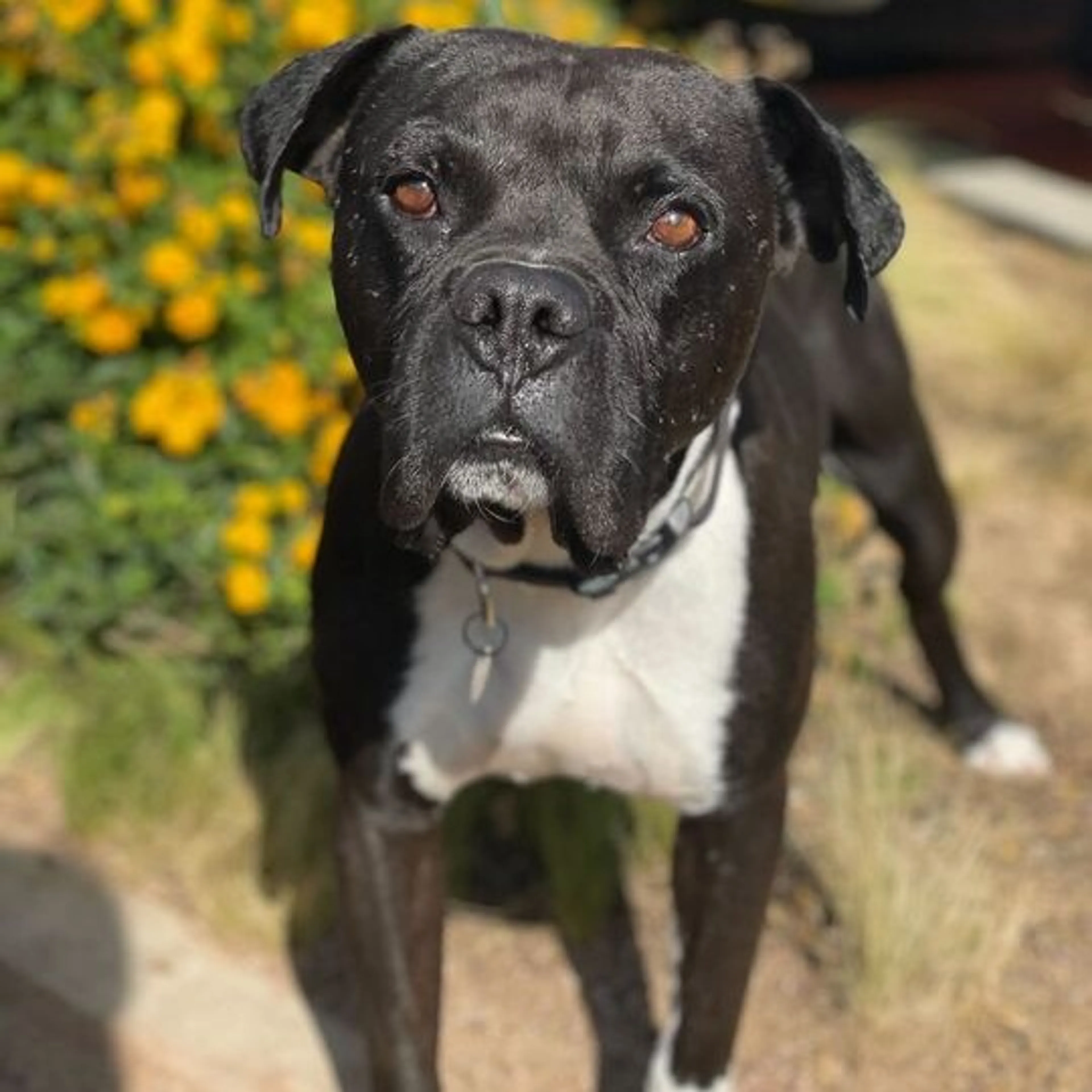 Found pet-2