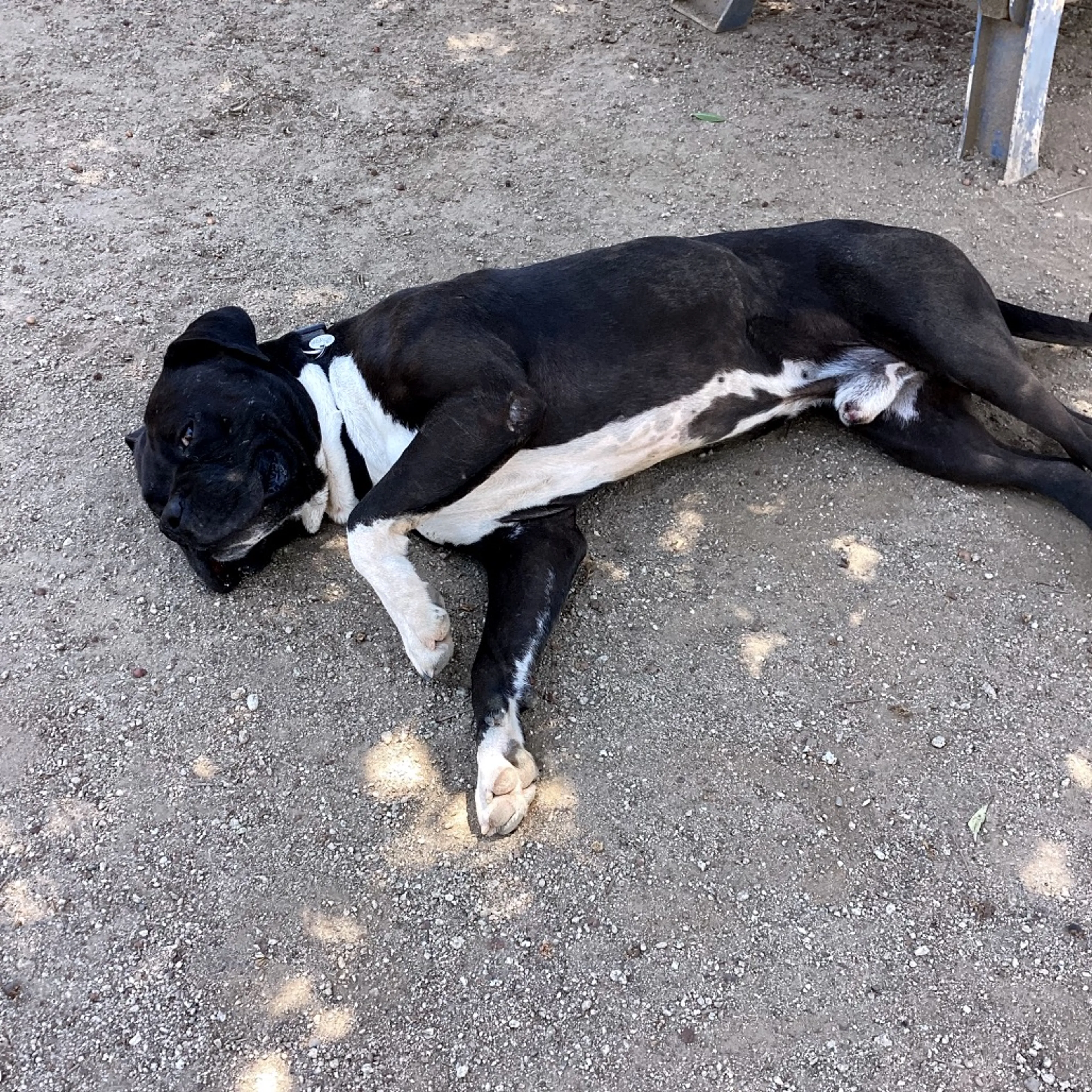 Found pet-10