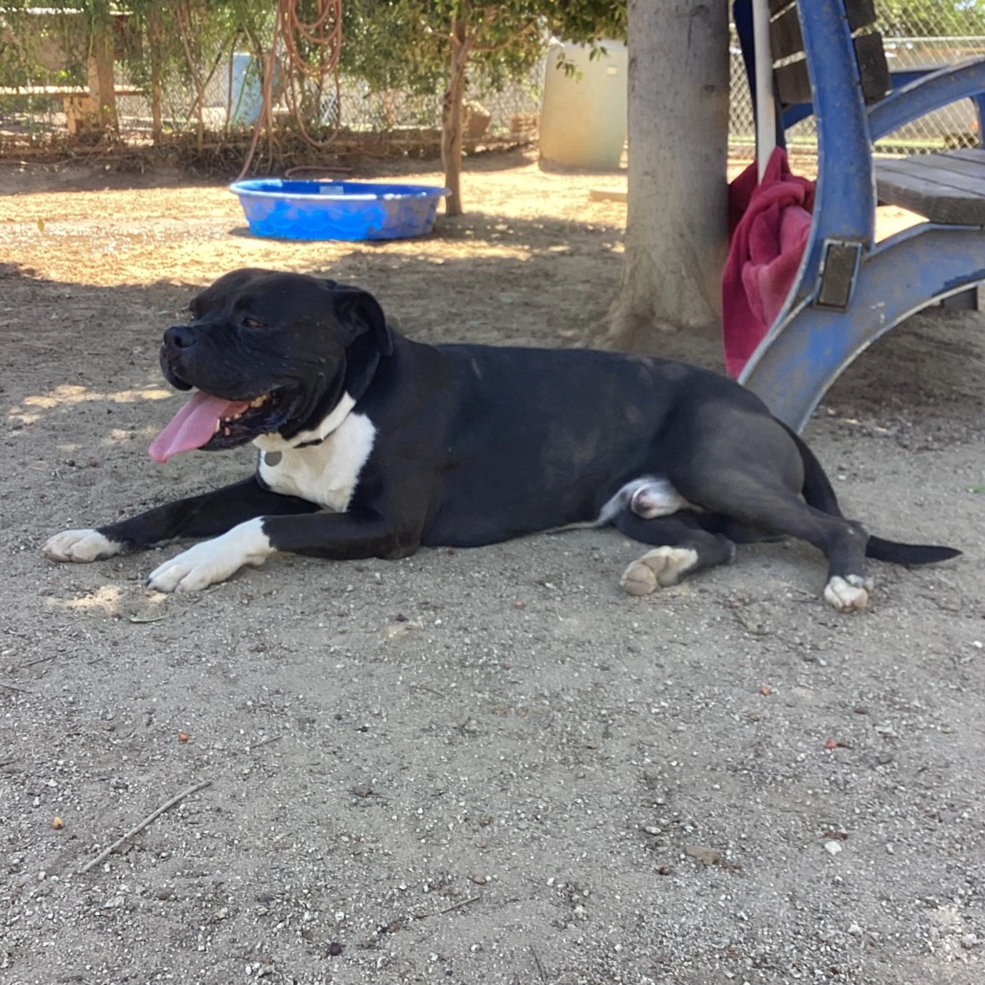 Found pet-6