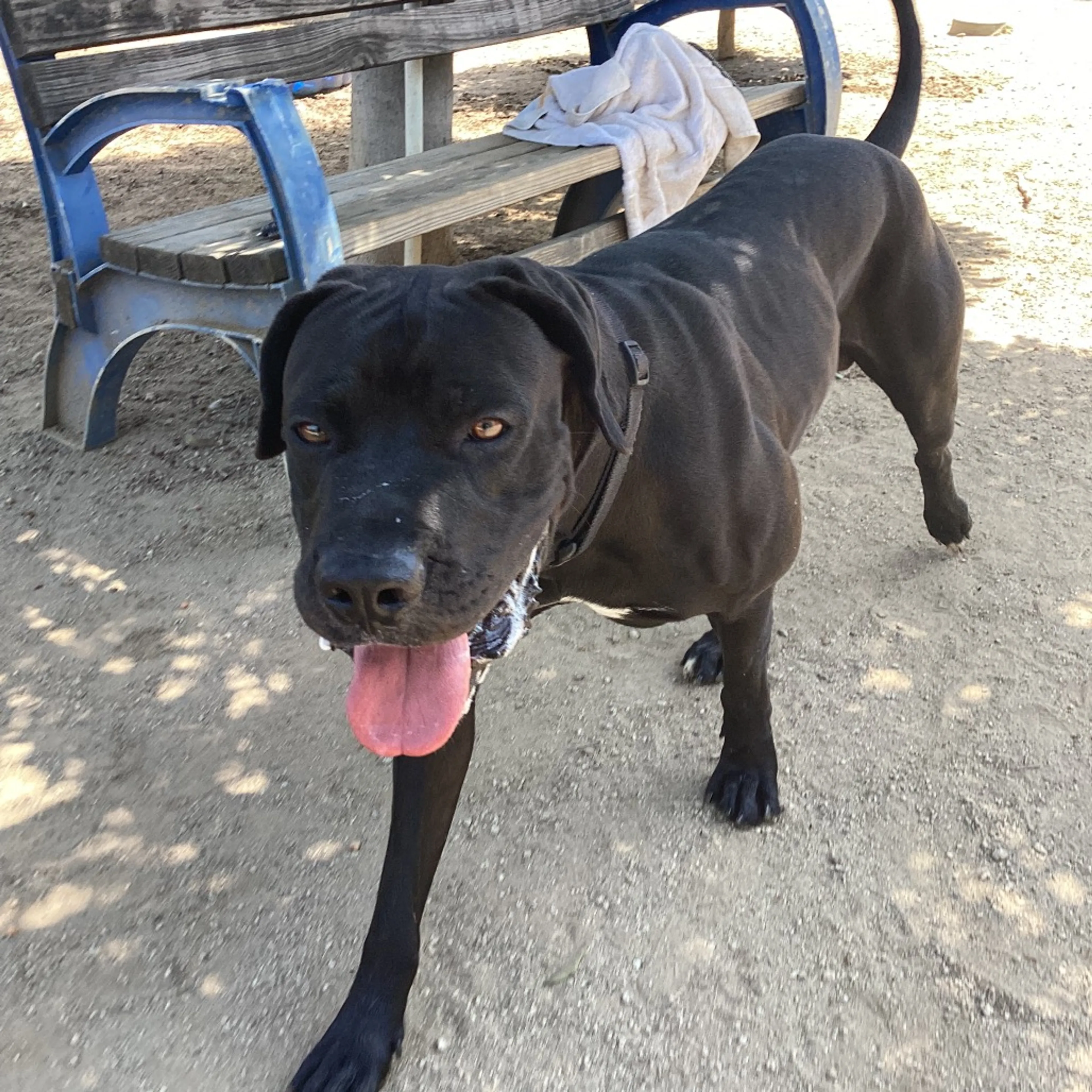 Found pet-7