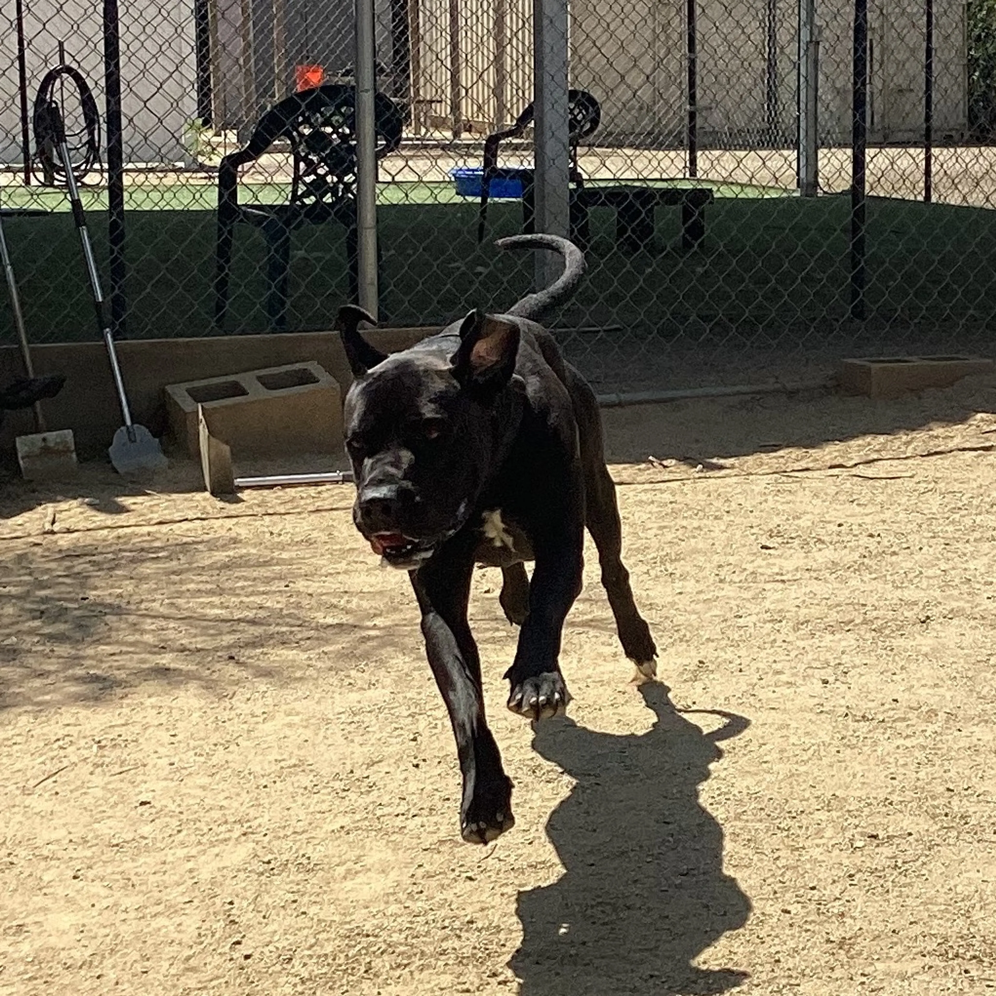 Found pet-3