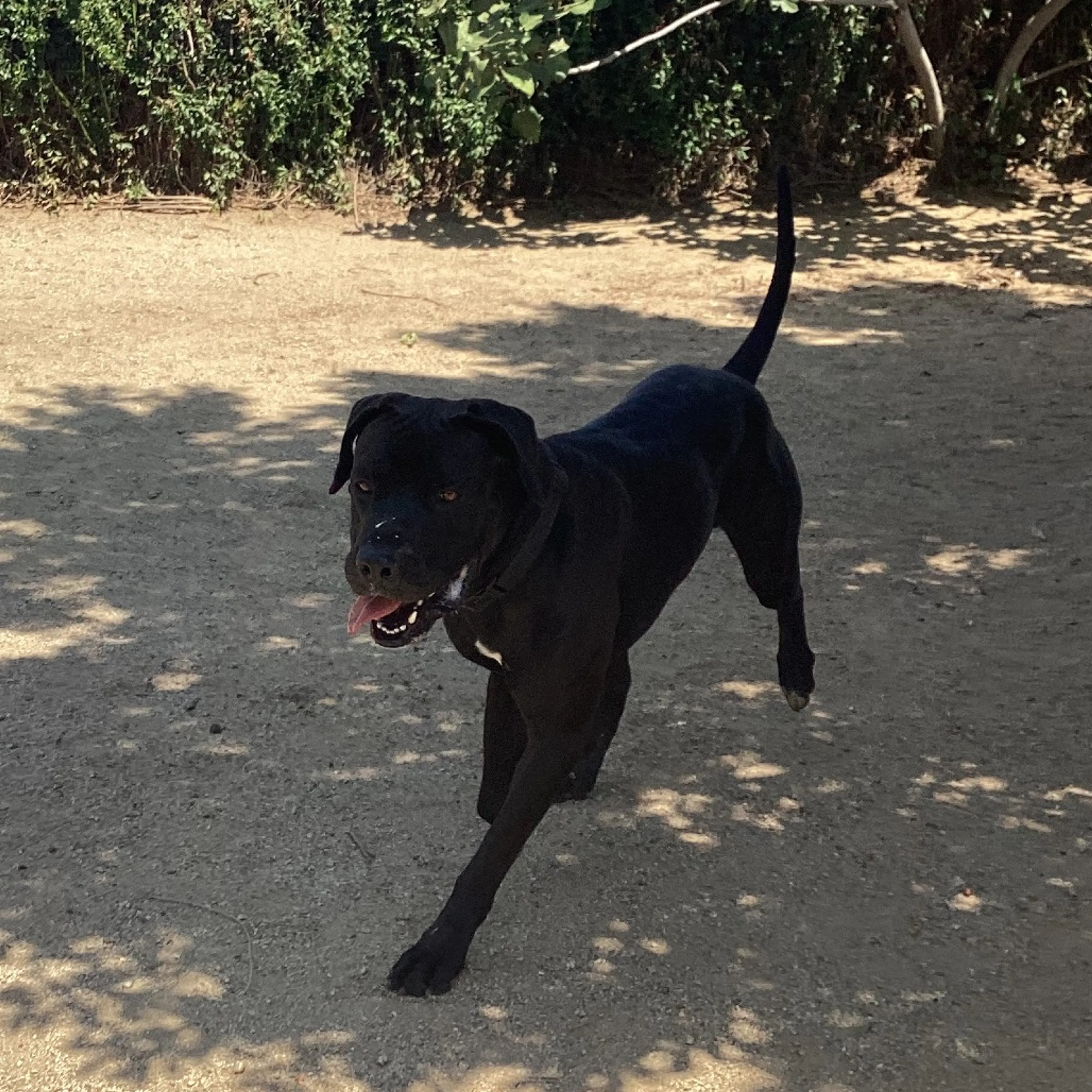 Found pet-2
