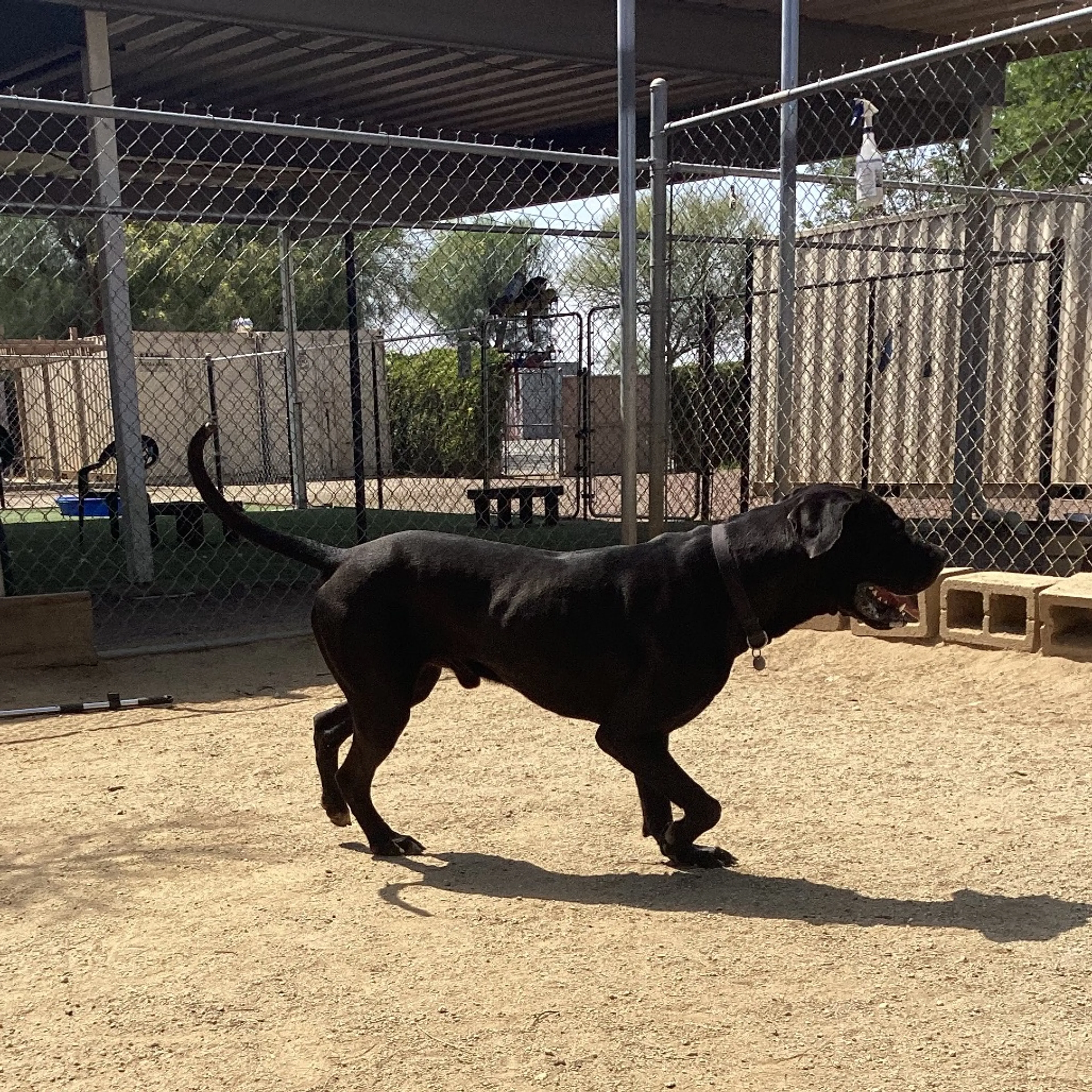 Found pet-6