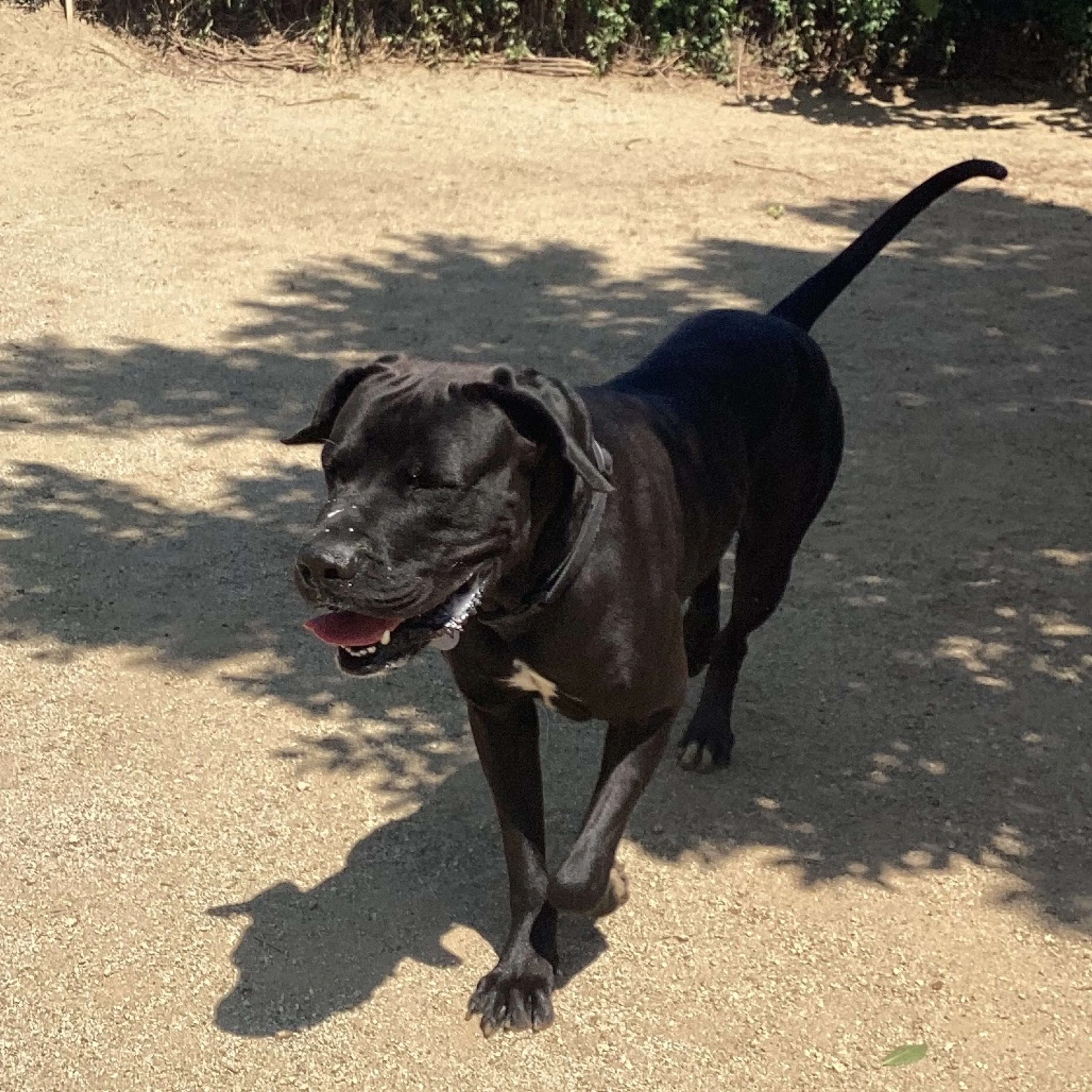 Found pet-1