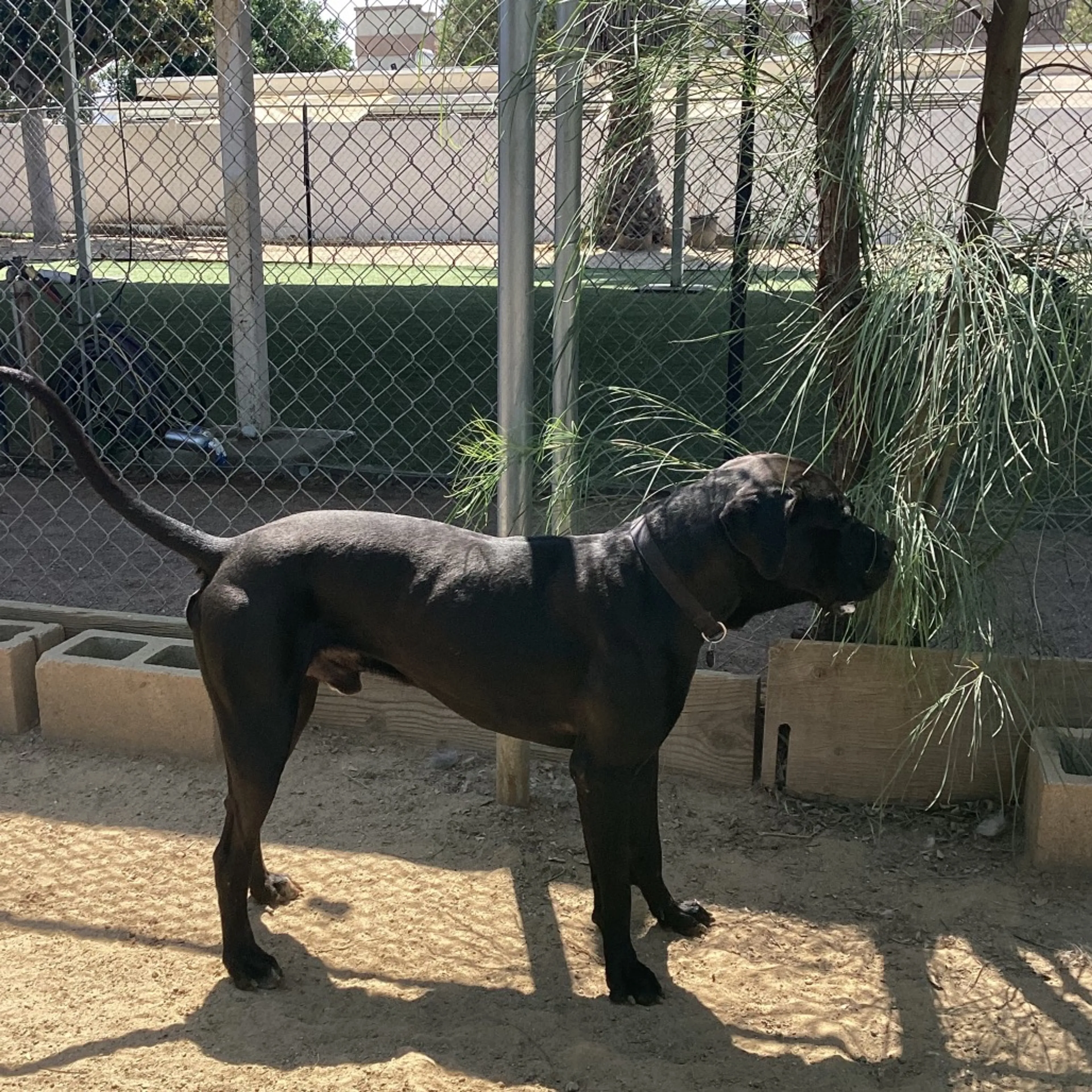 Found pet-8