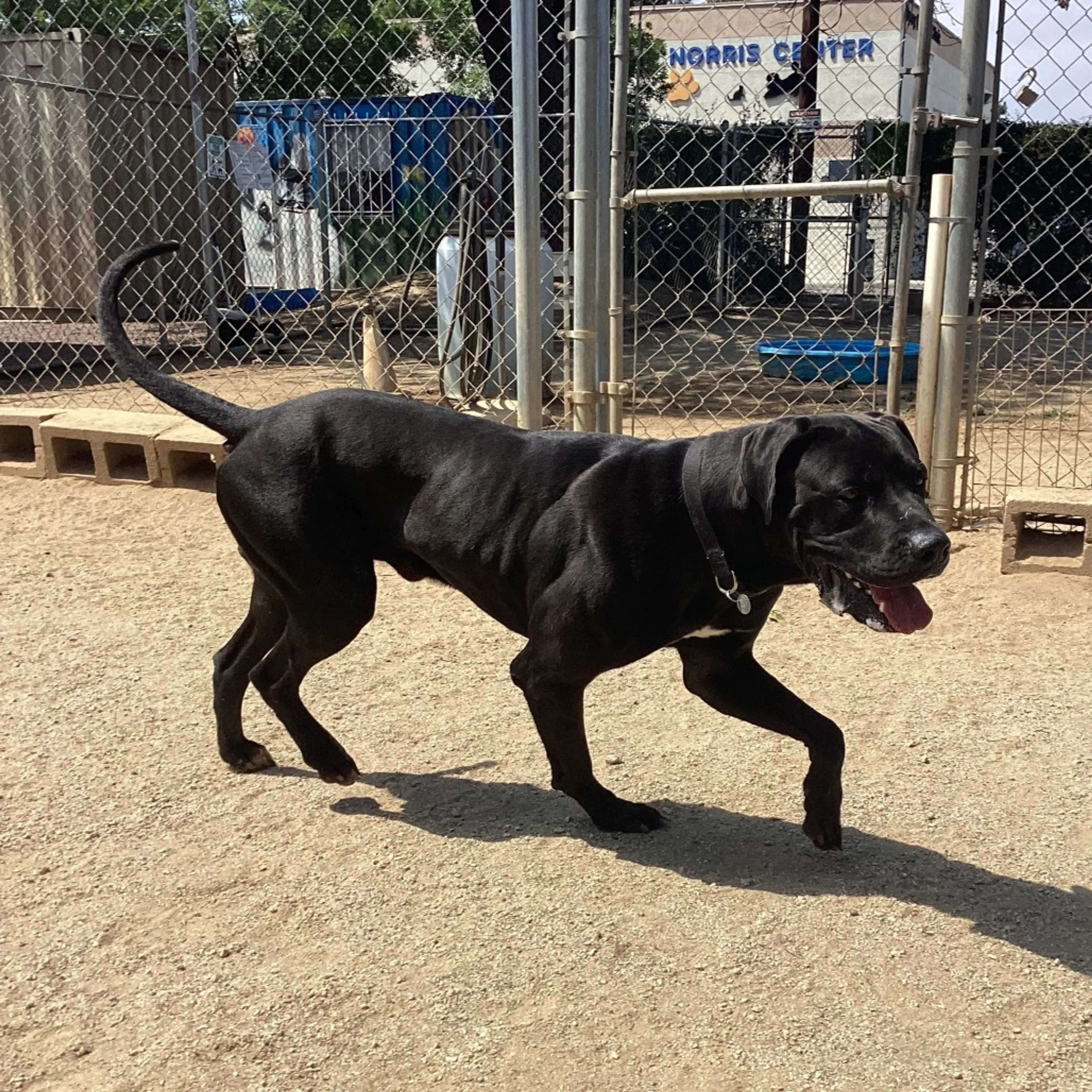 Found pet-5