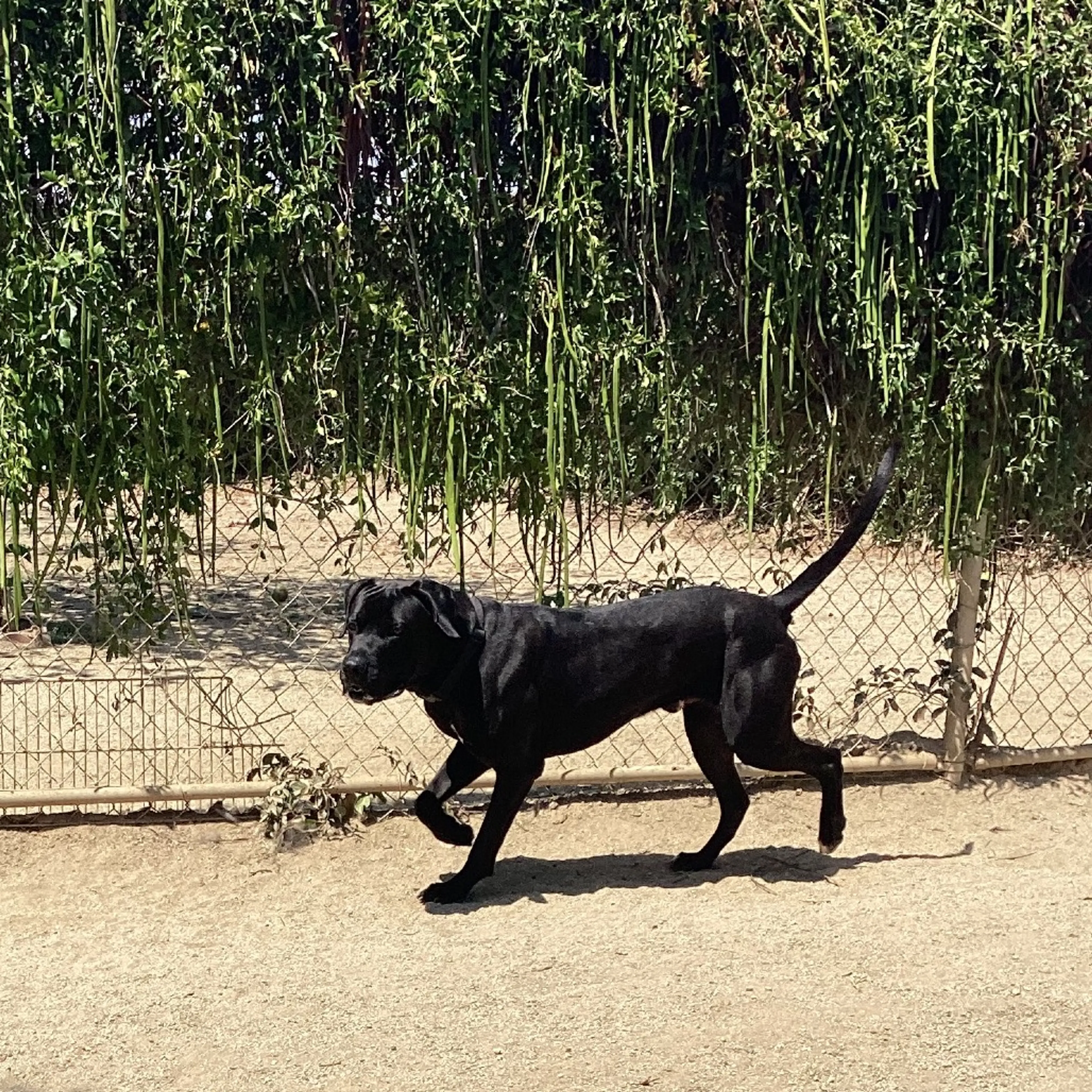 Found pet-4