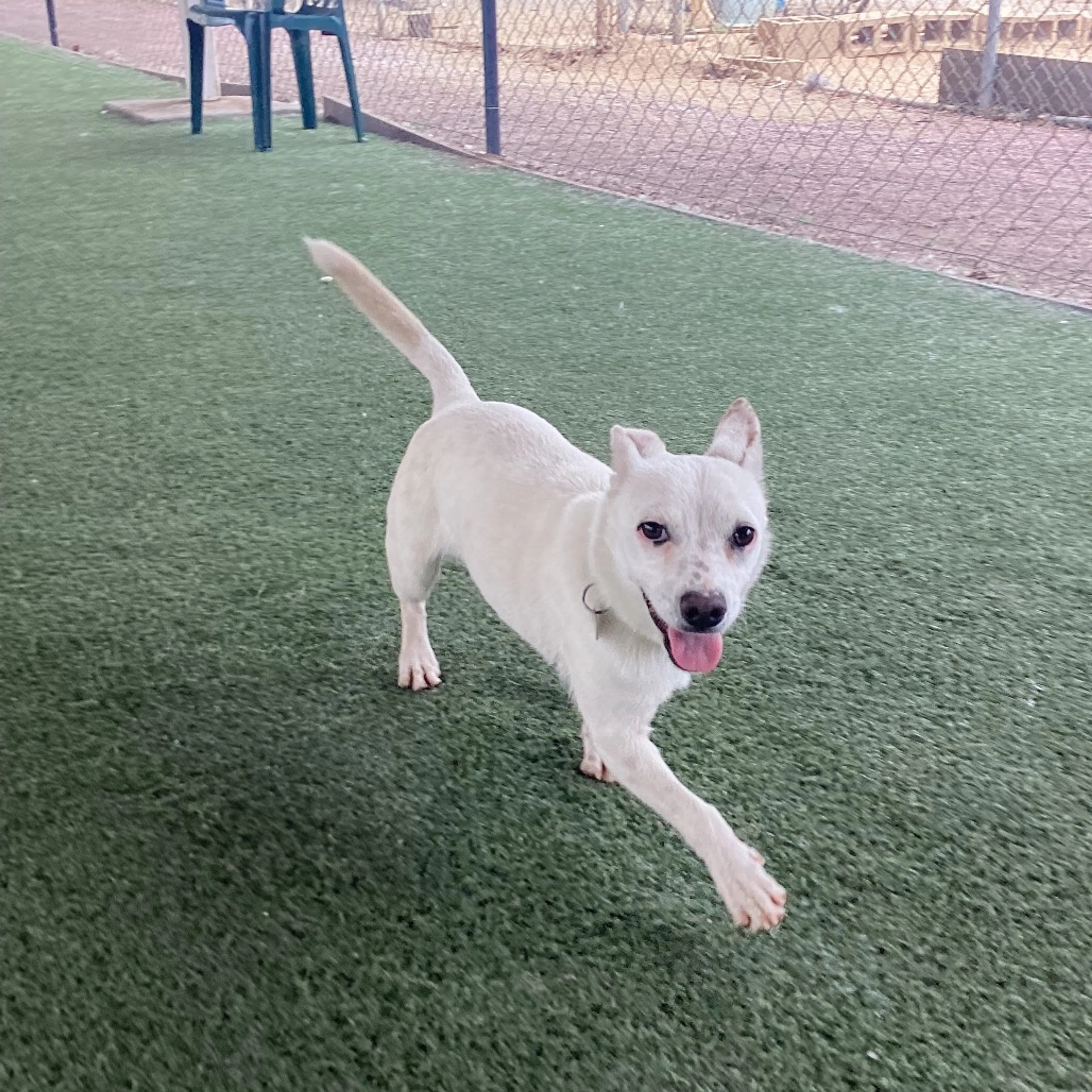 Found pet-4