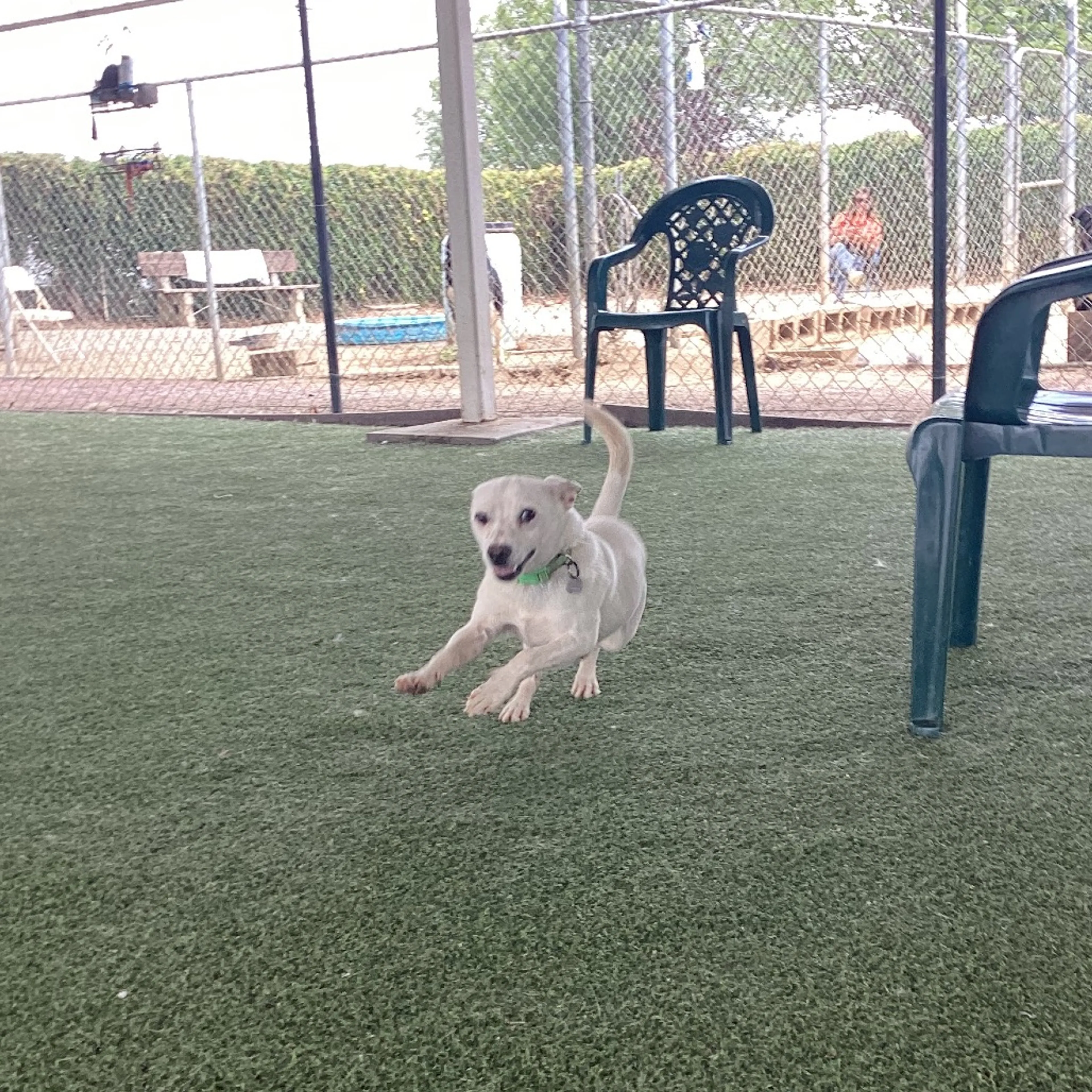 Found pet-2