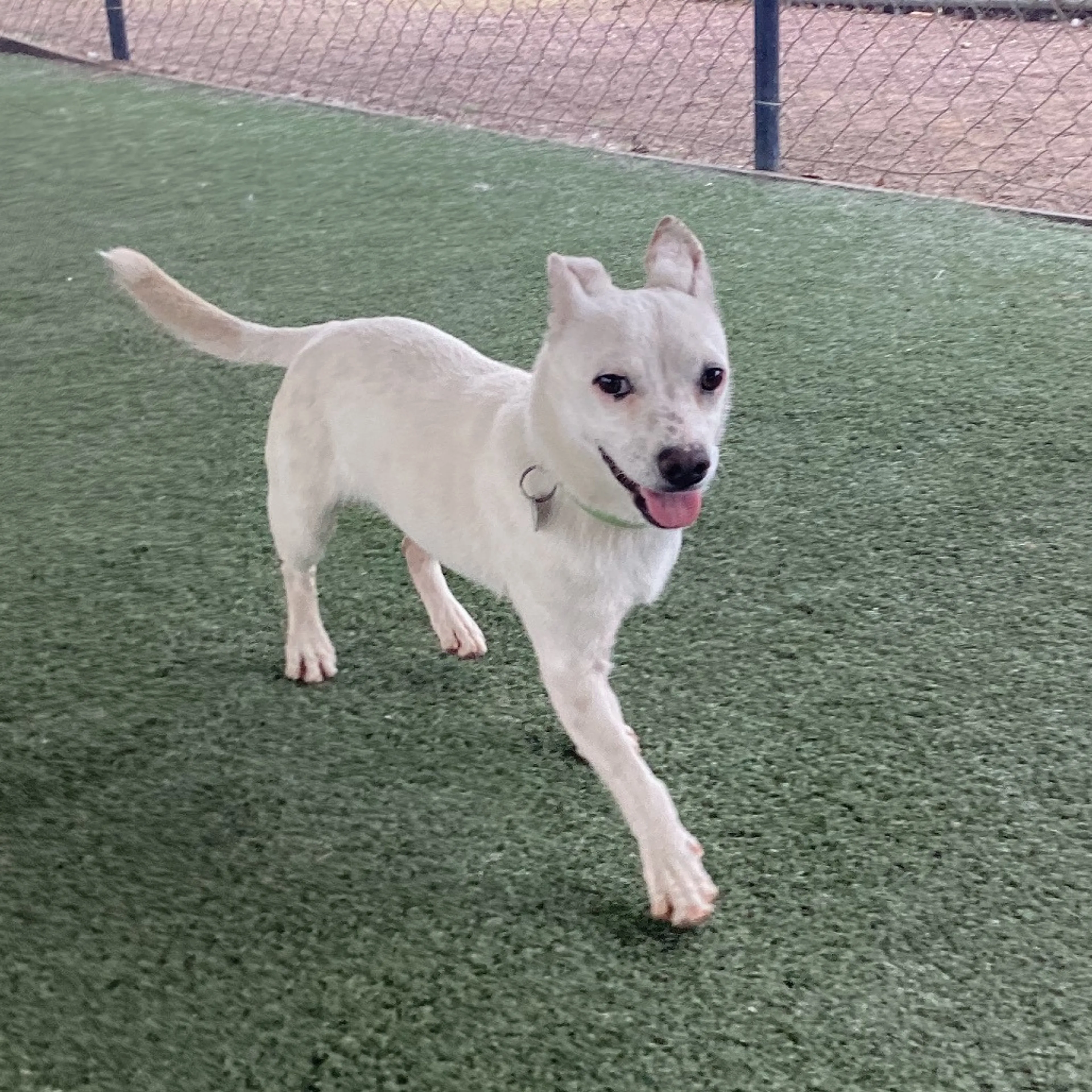 Found pet-5