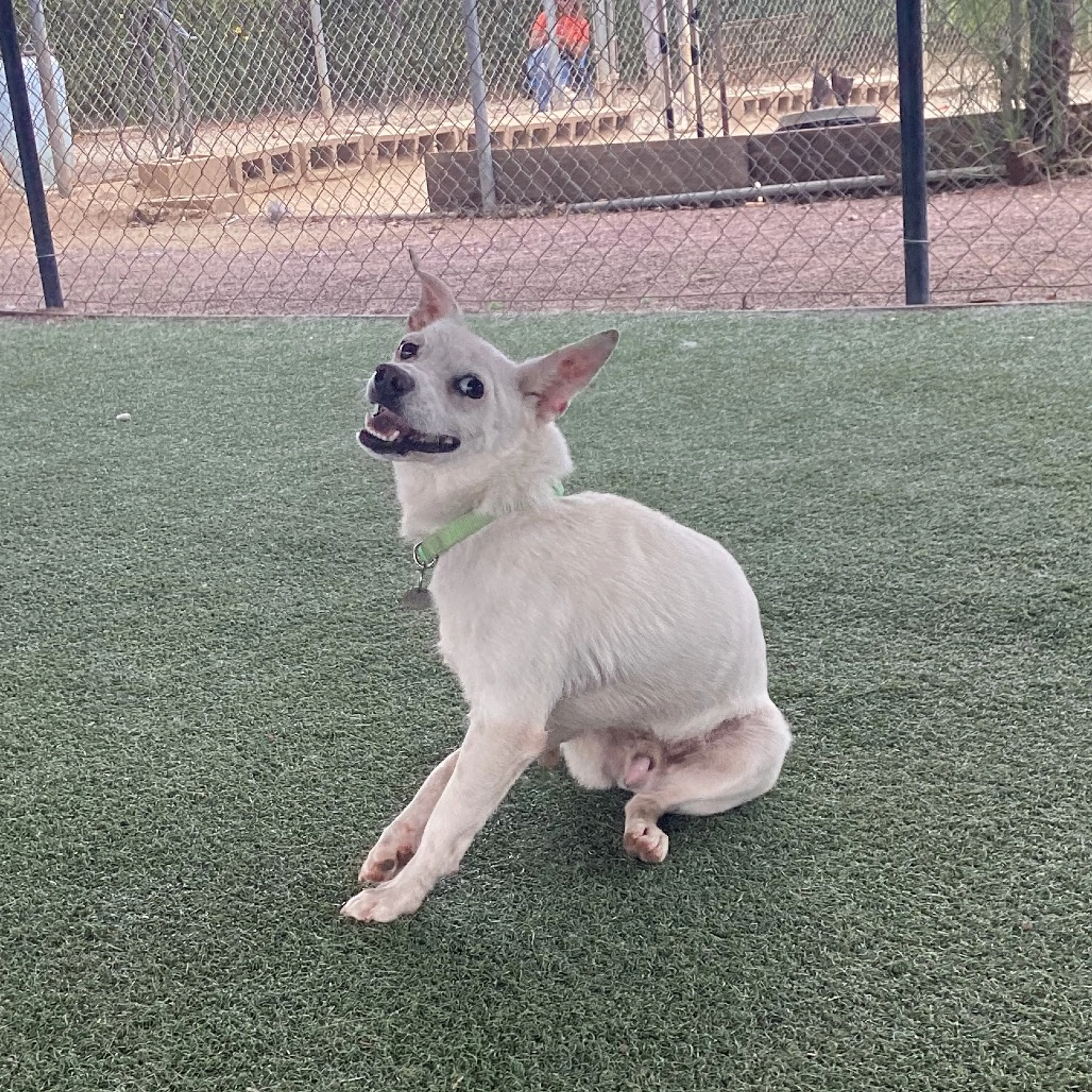 Found pet-6