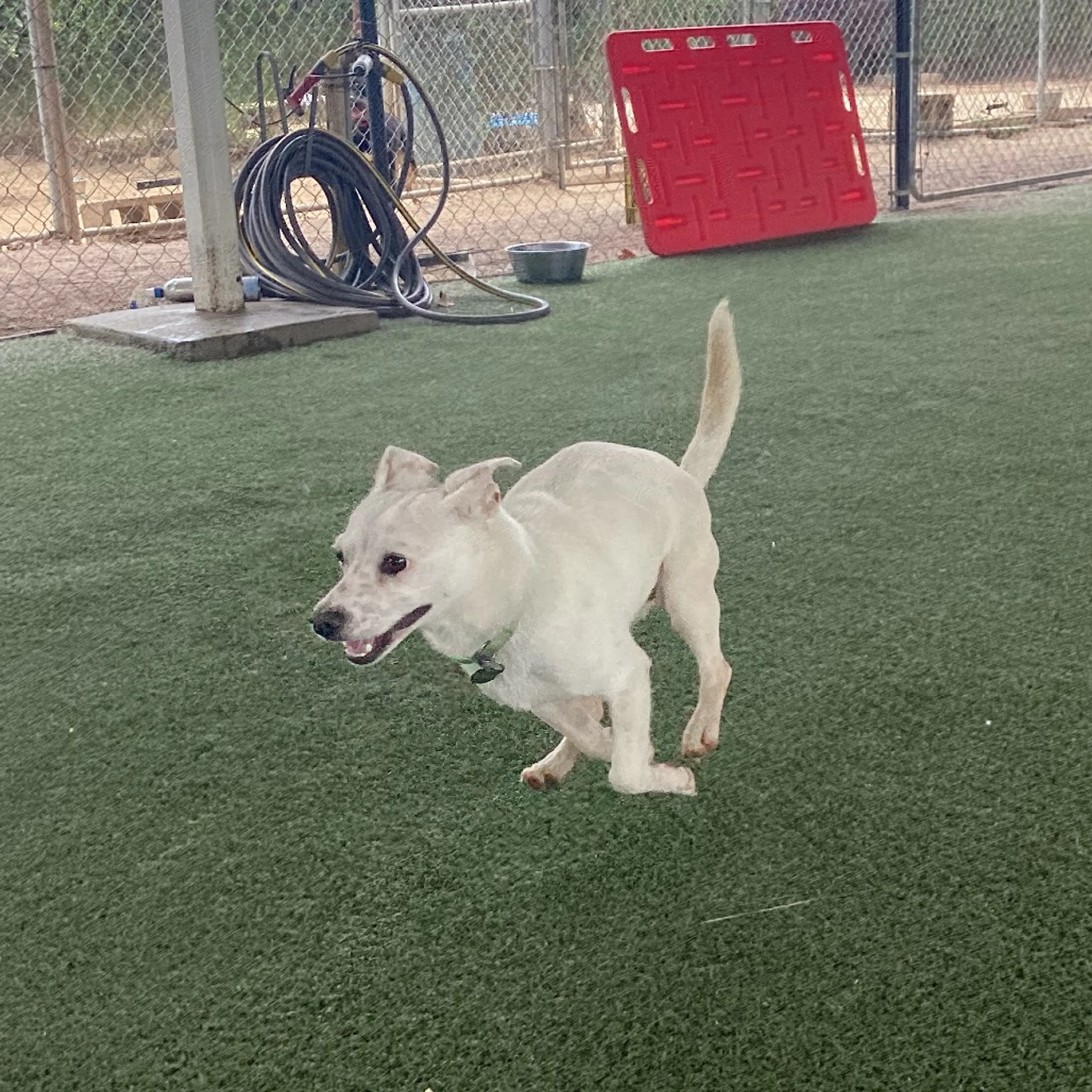 Found pet-3