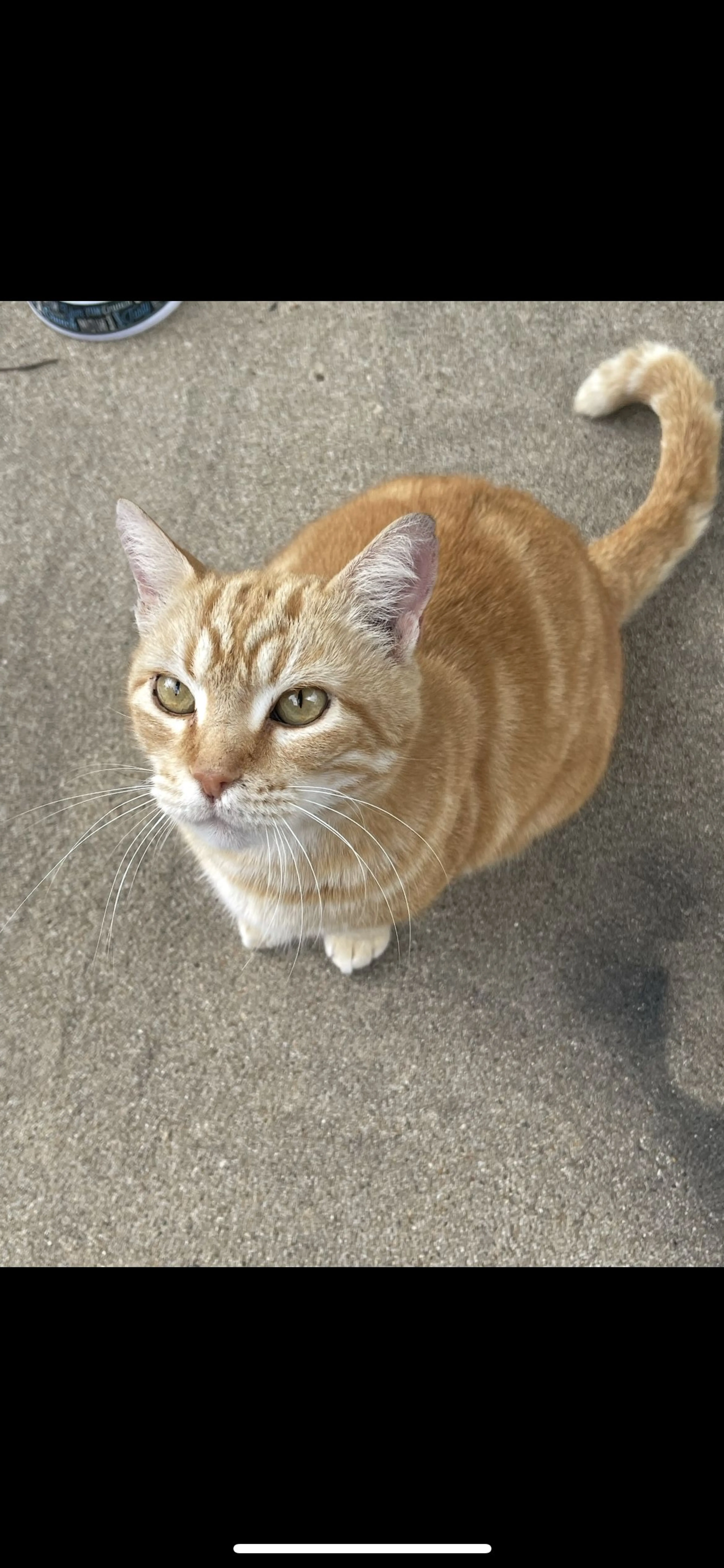 Lost pet