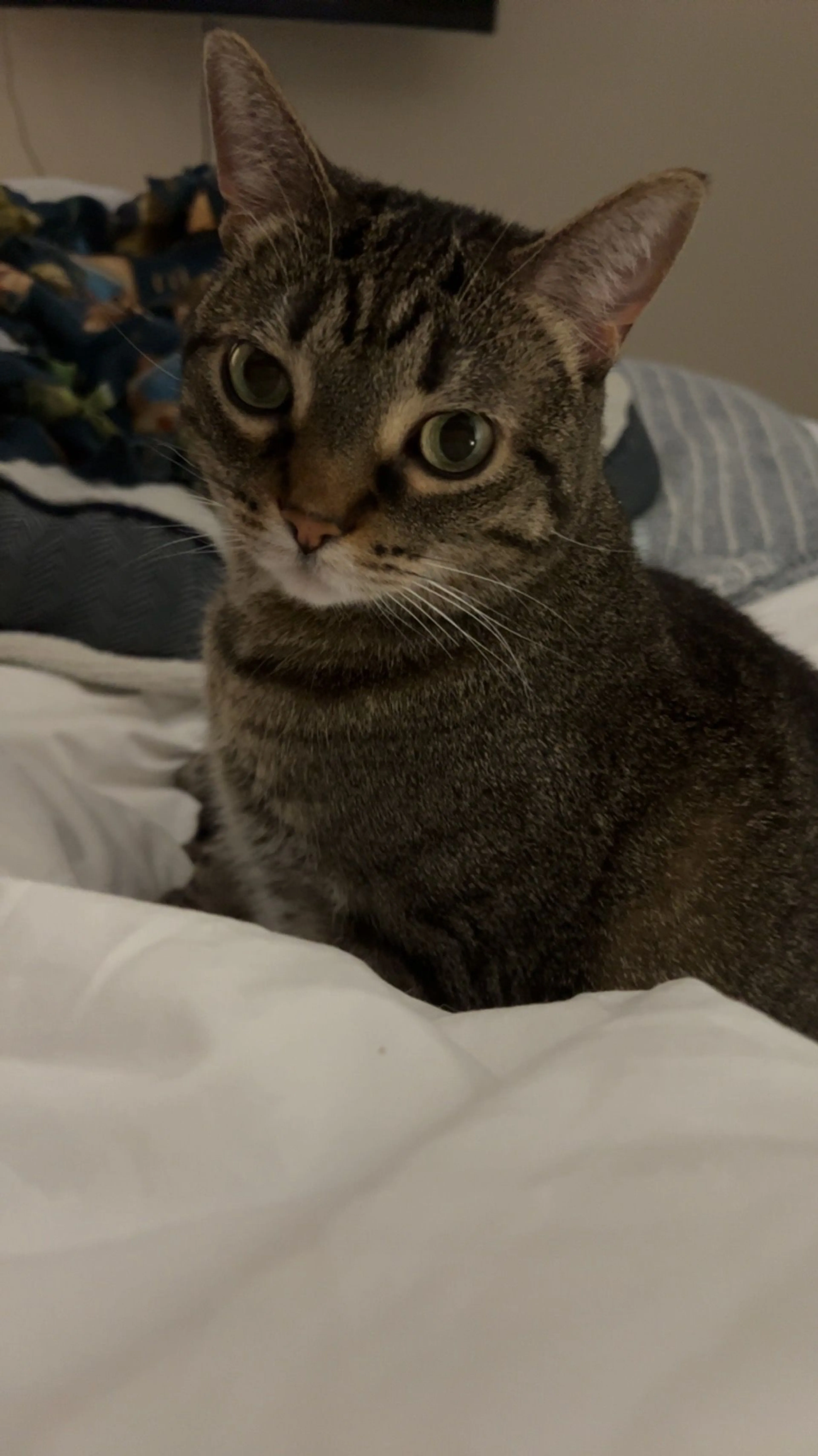 Lost pet-2