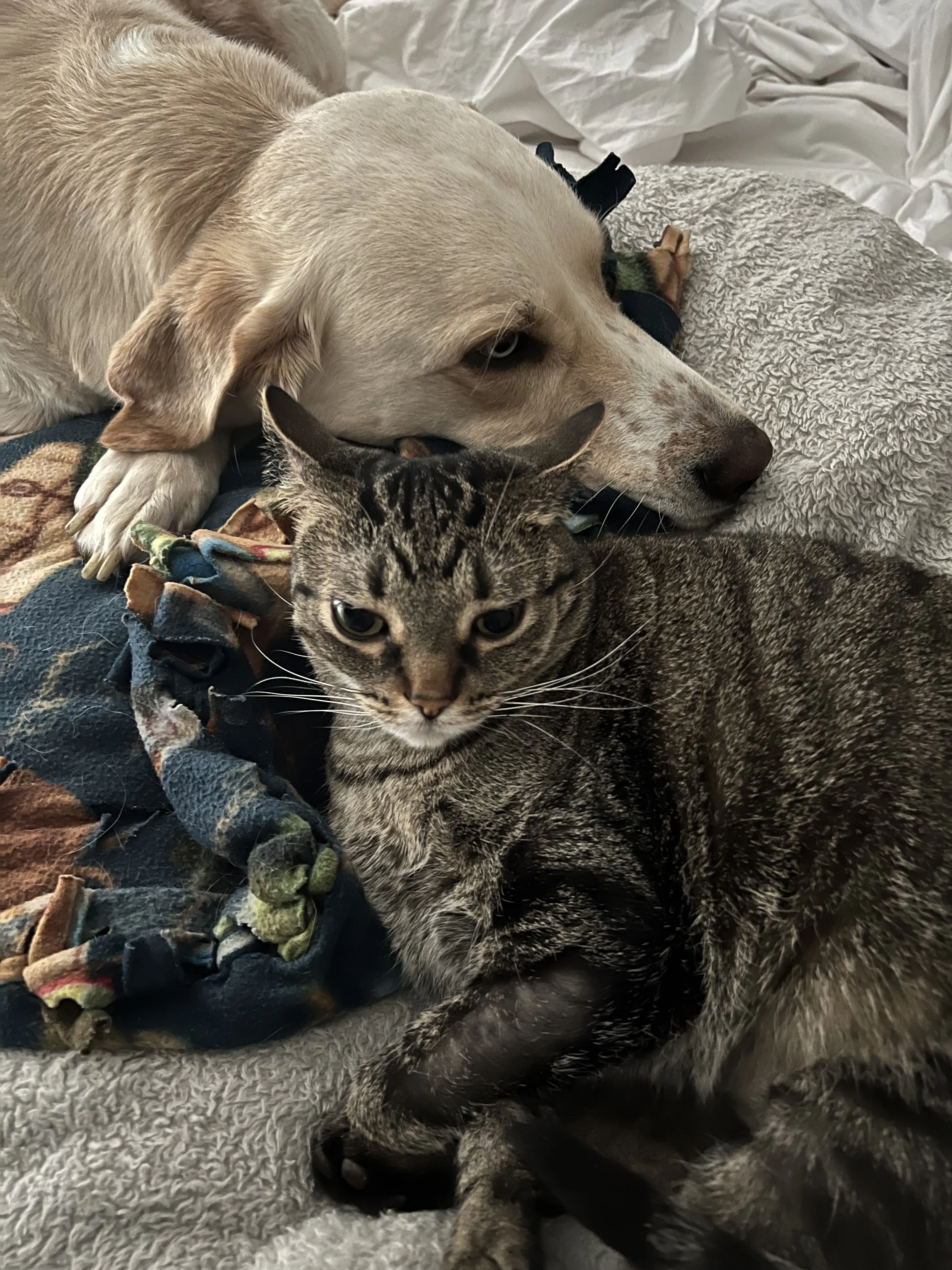 Lost pet-3