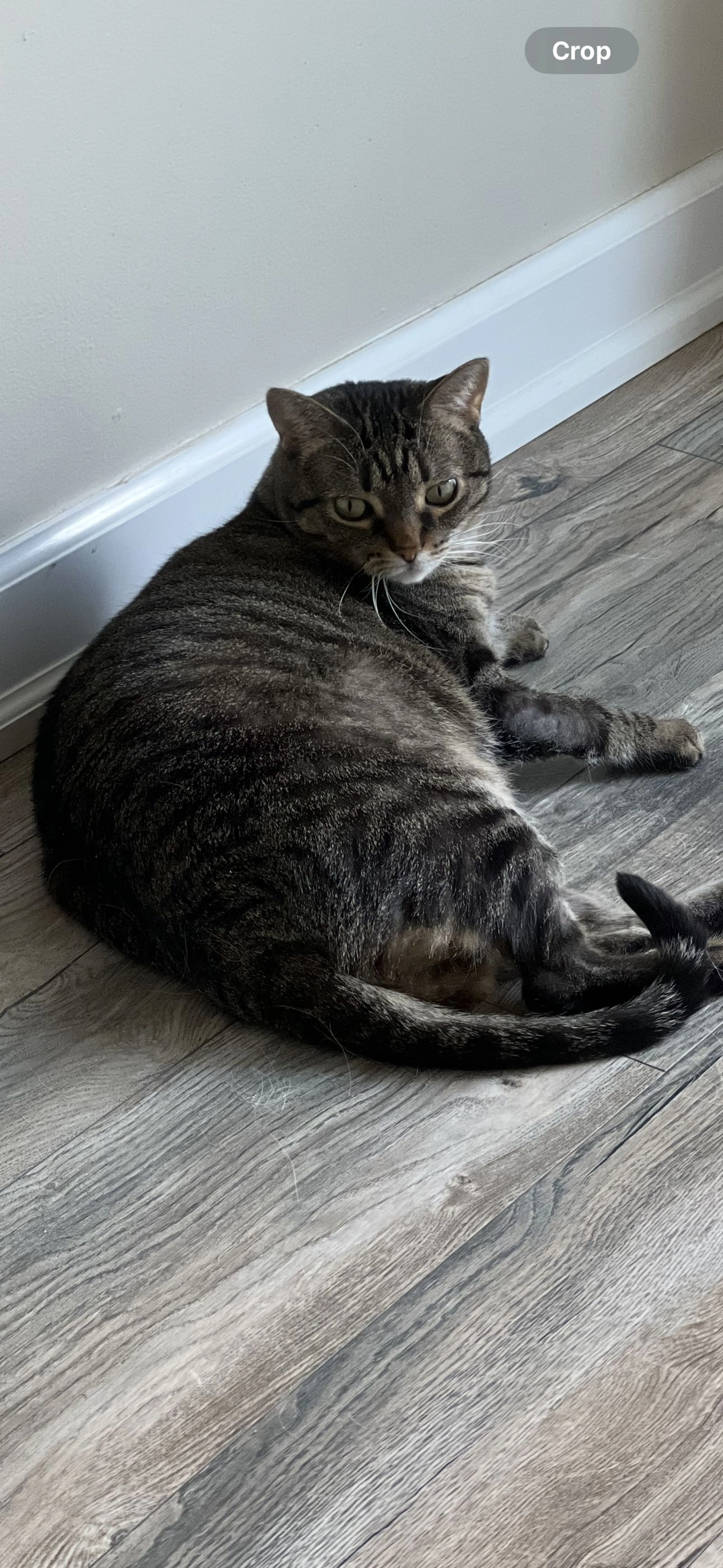 Lost pet-0