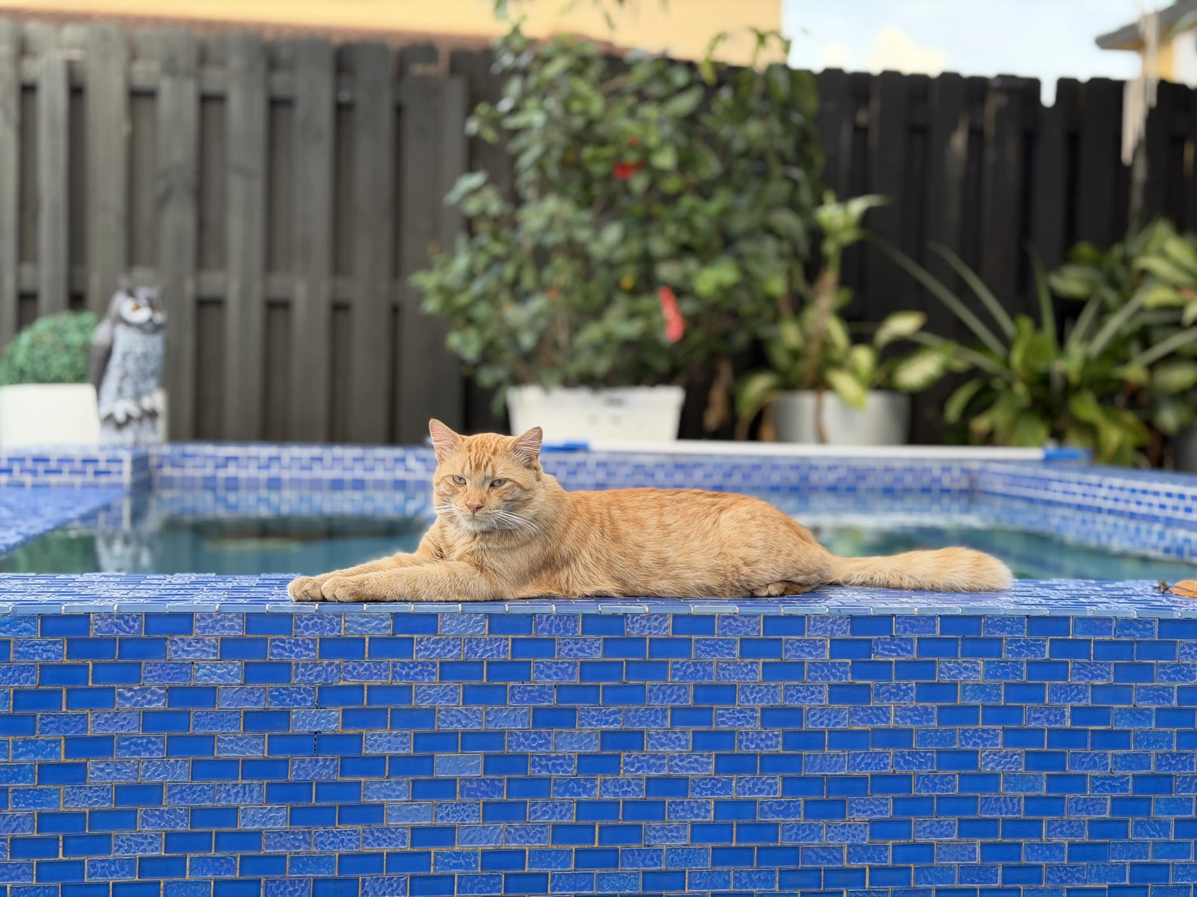 Lost pet-1