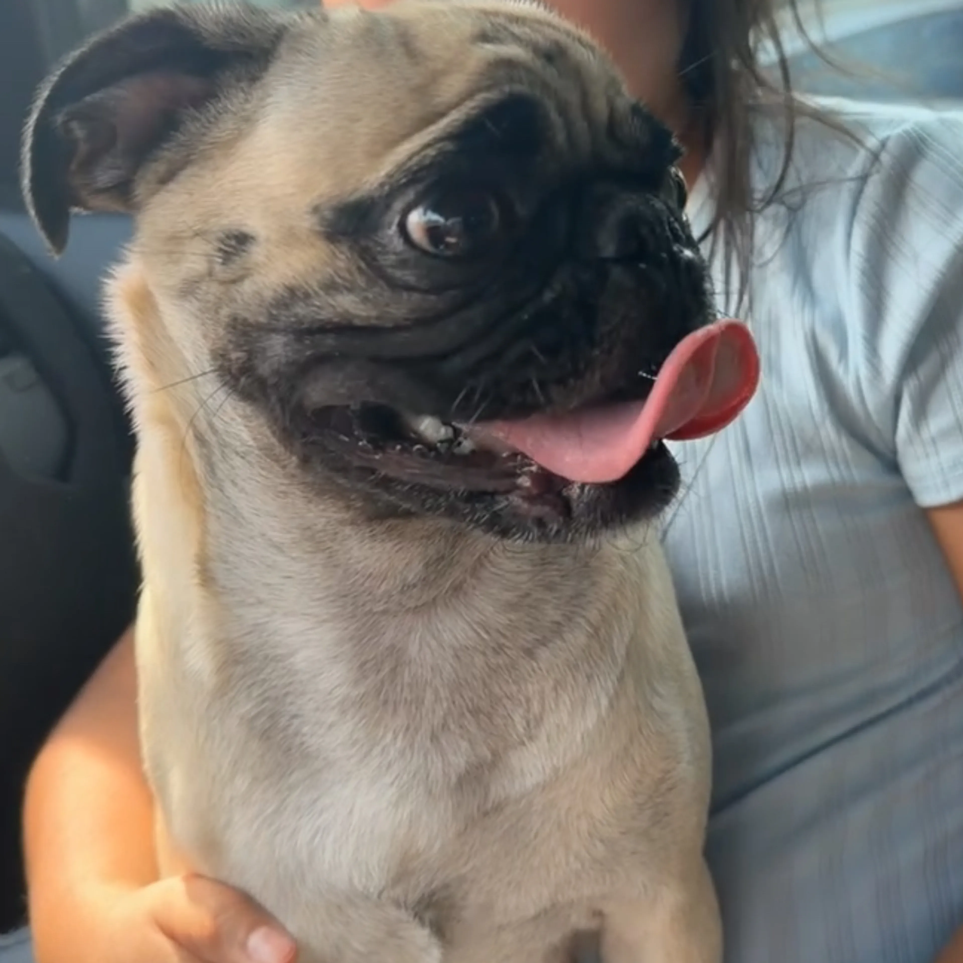 Lost pet-3