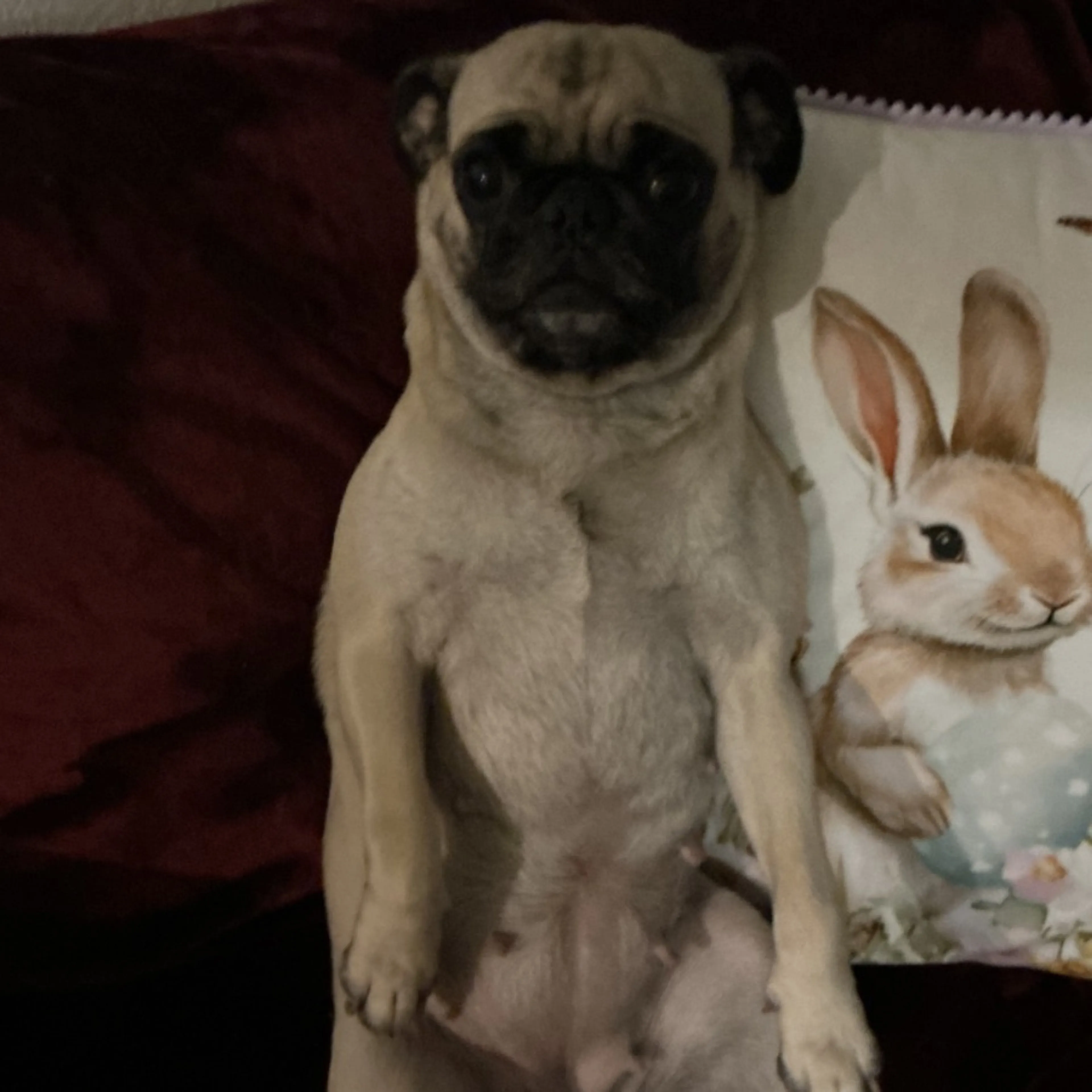 Lost pet-0