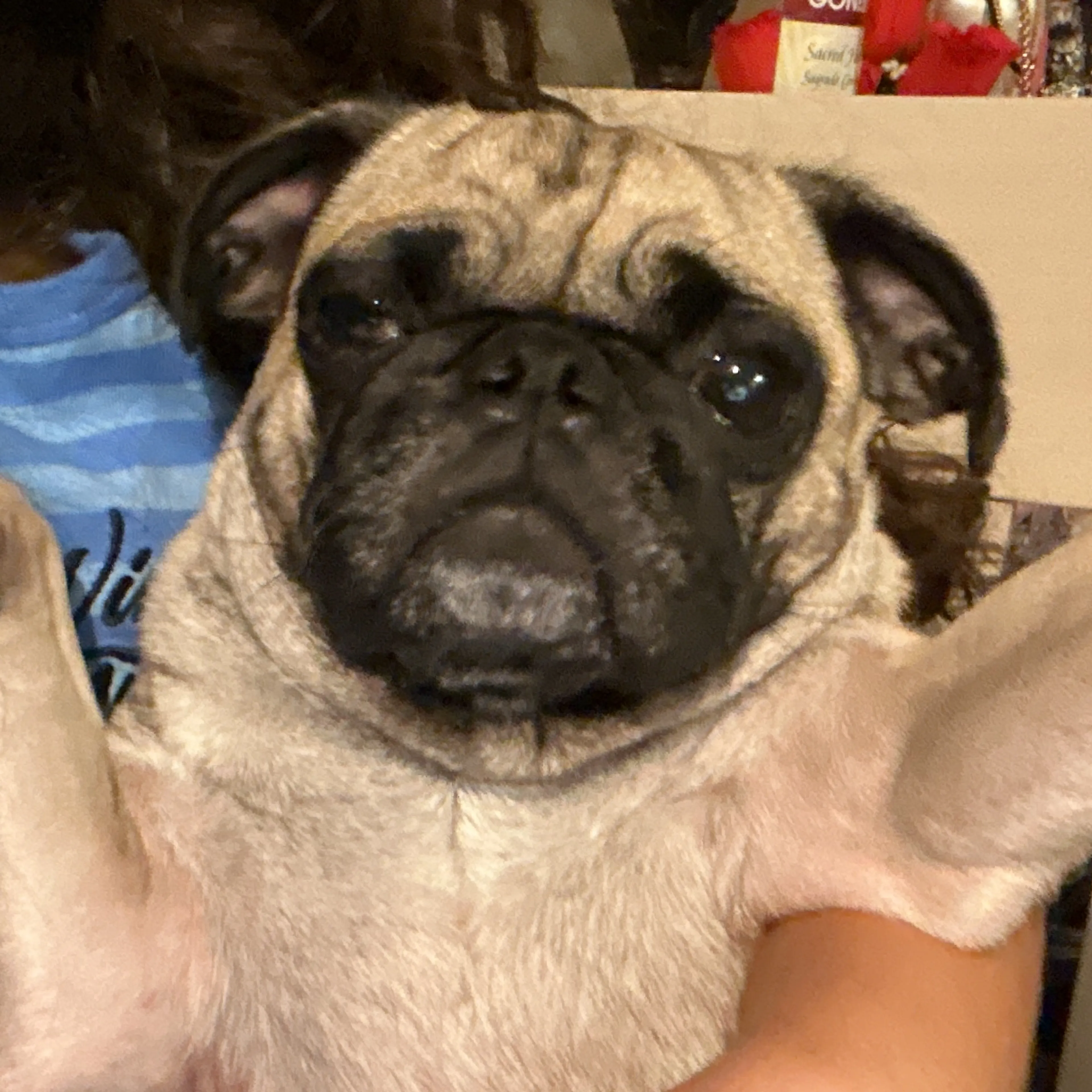 Lost pet-2