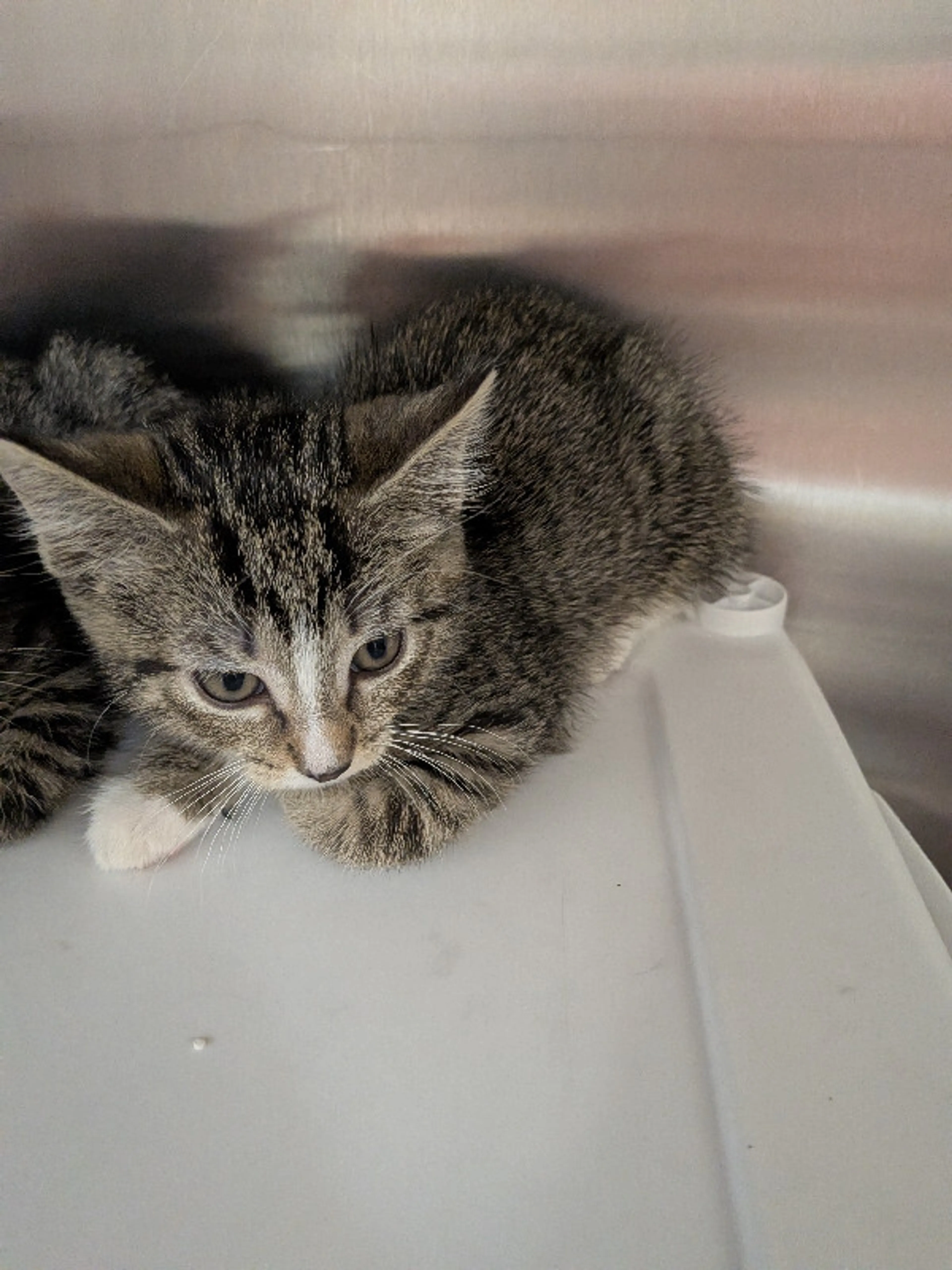 Found pet-1
