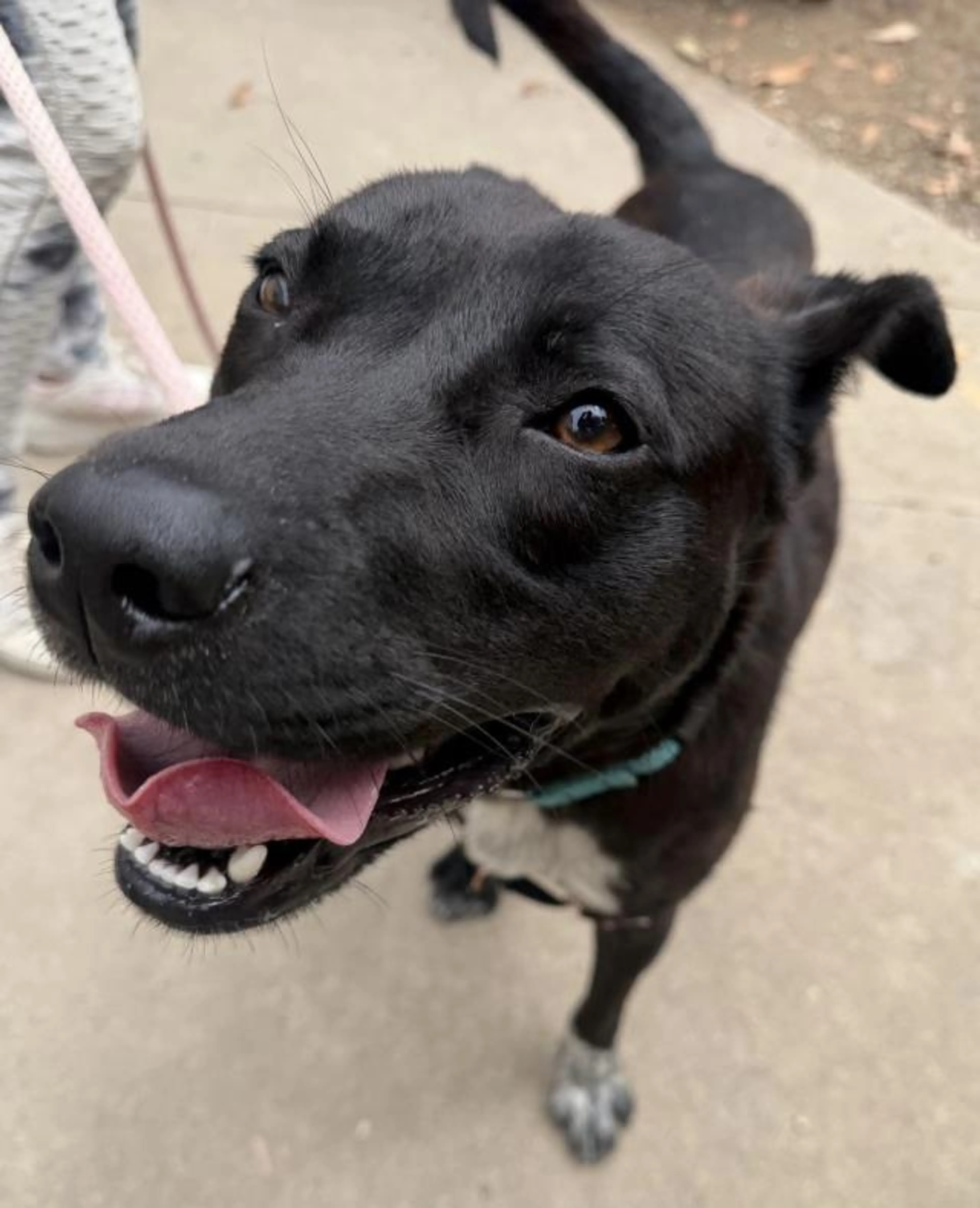 Found pet