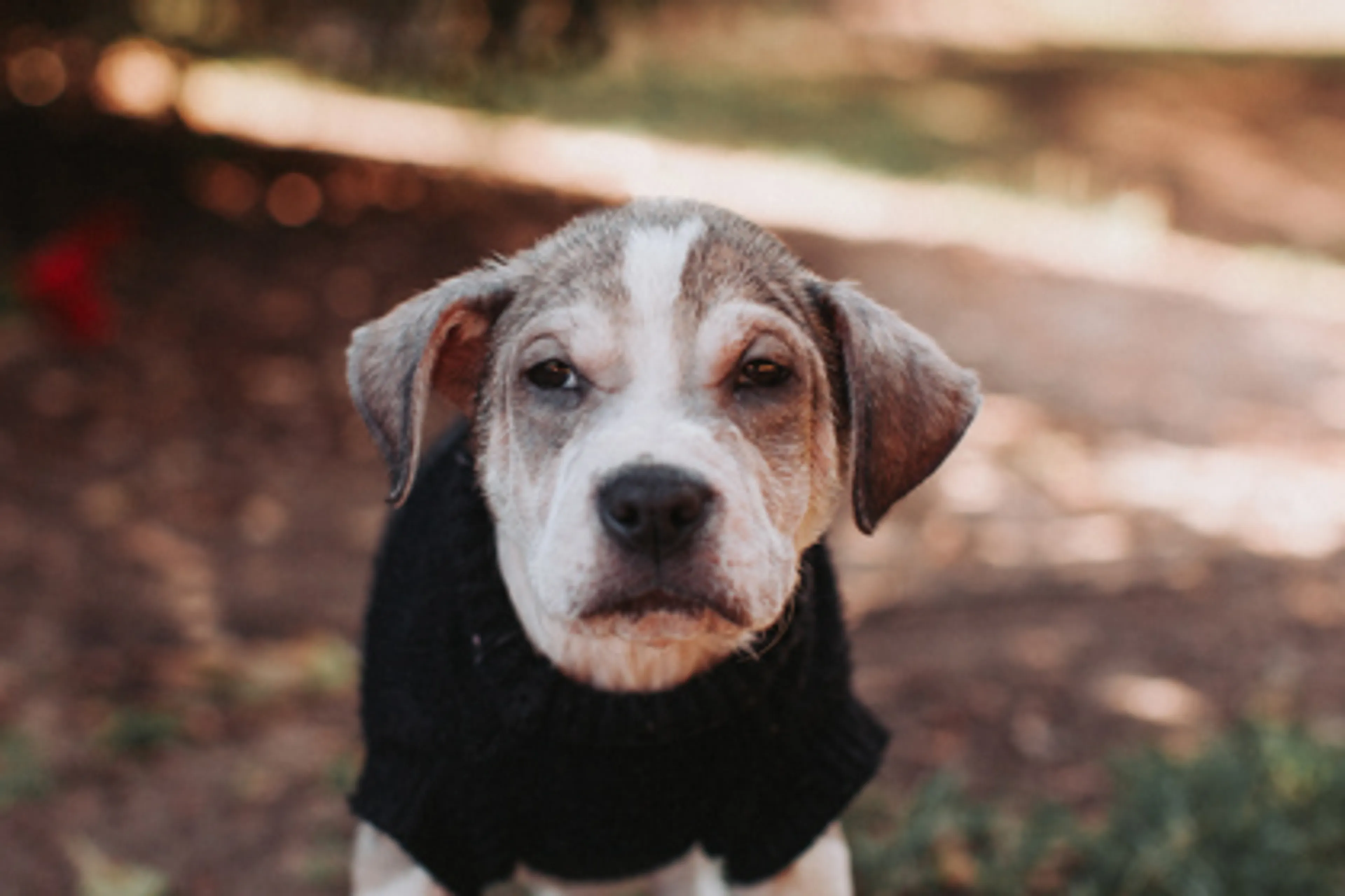 Found pet-1