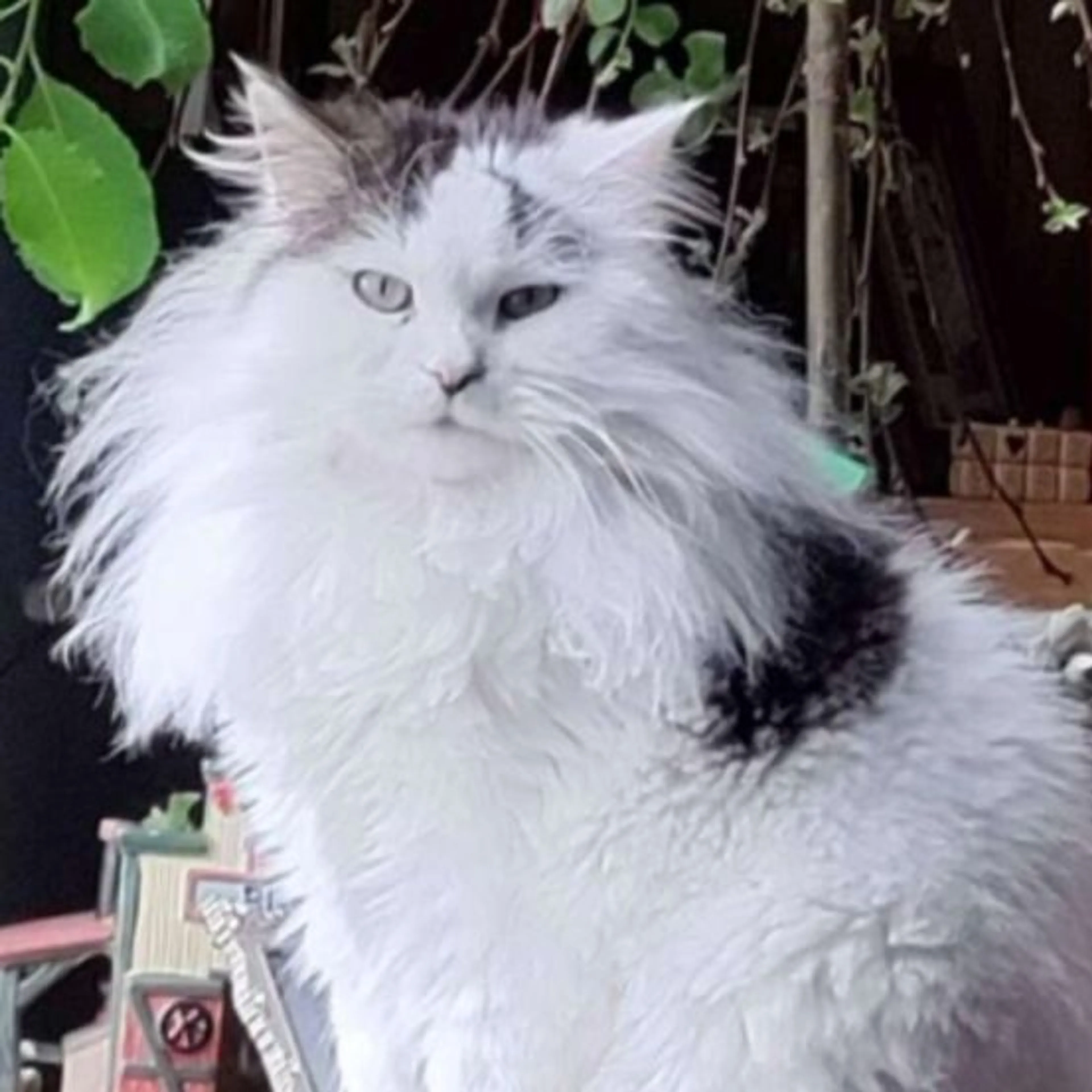 Lost pet-0