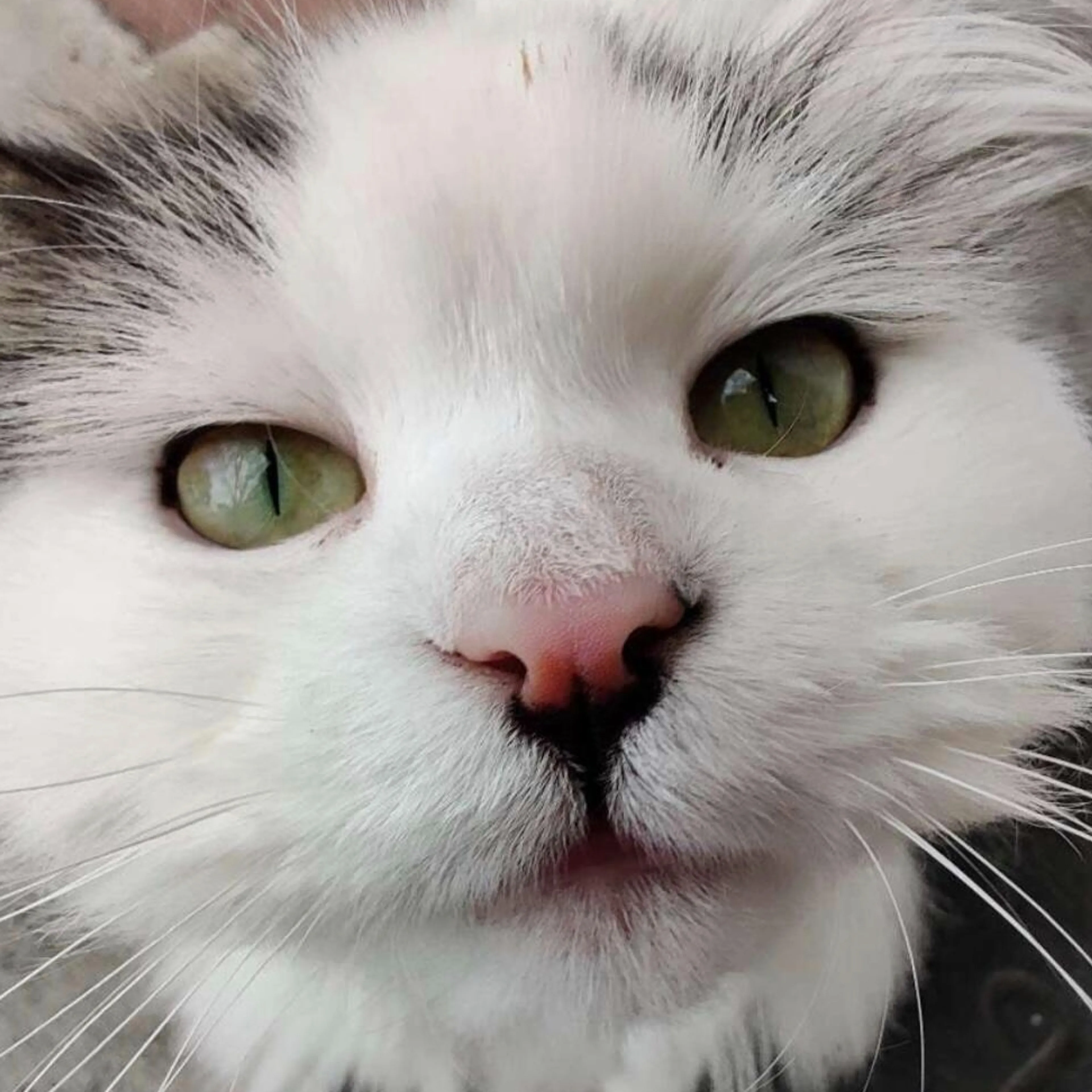 Lost pet-2