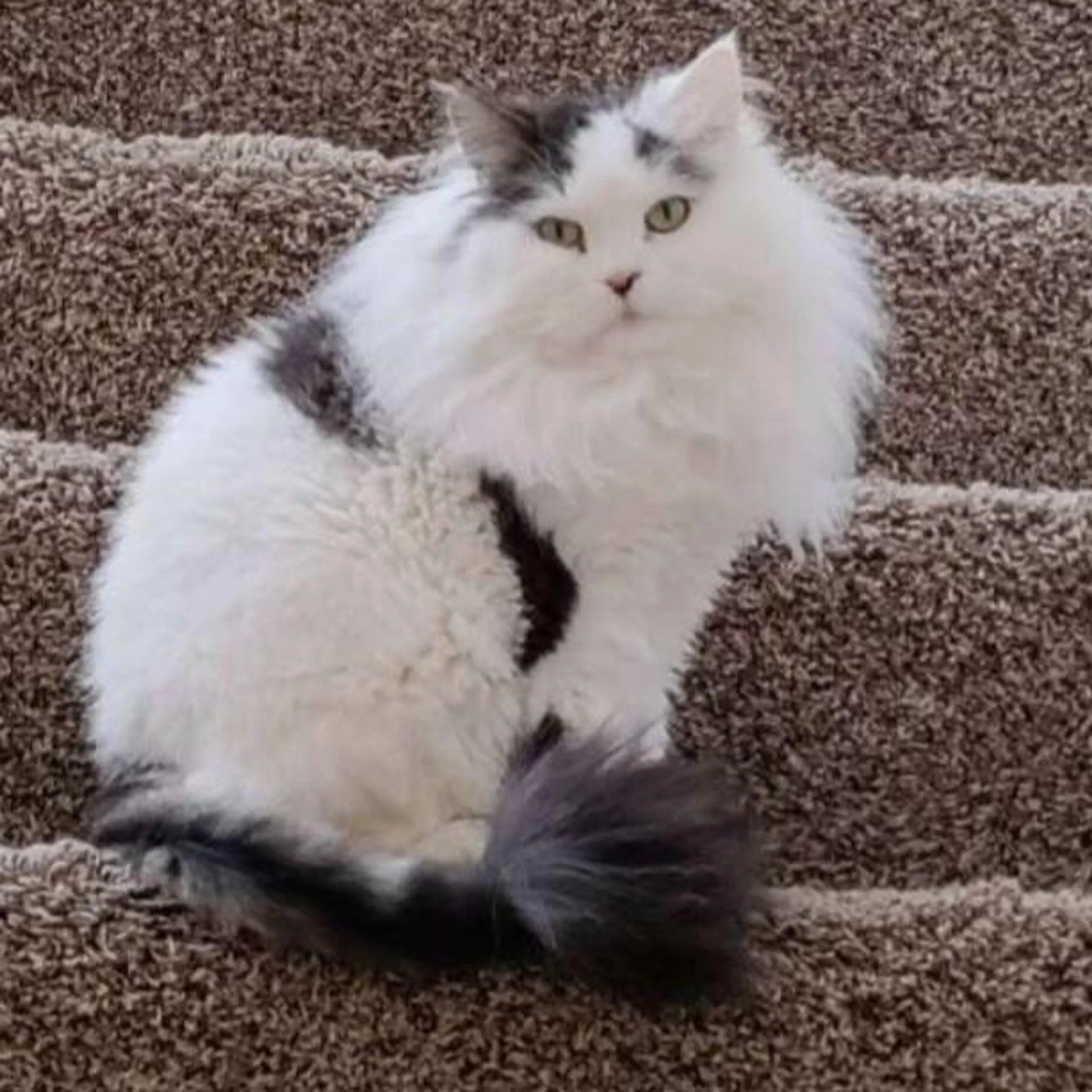 Lost pet-1