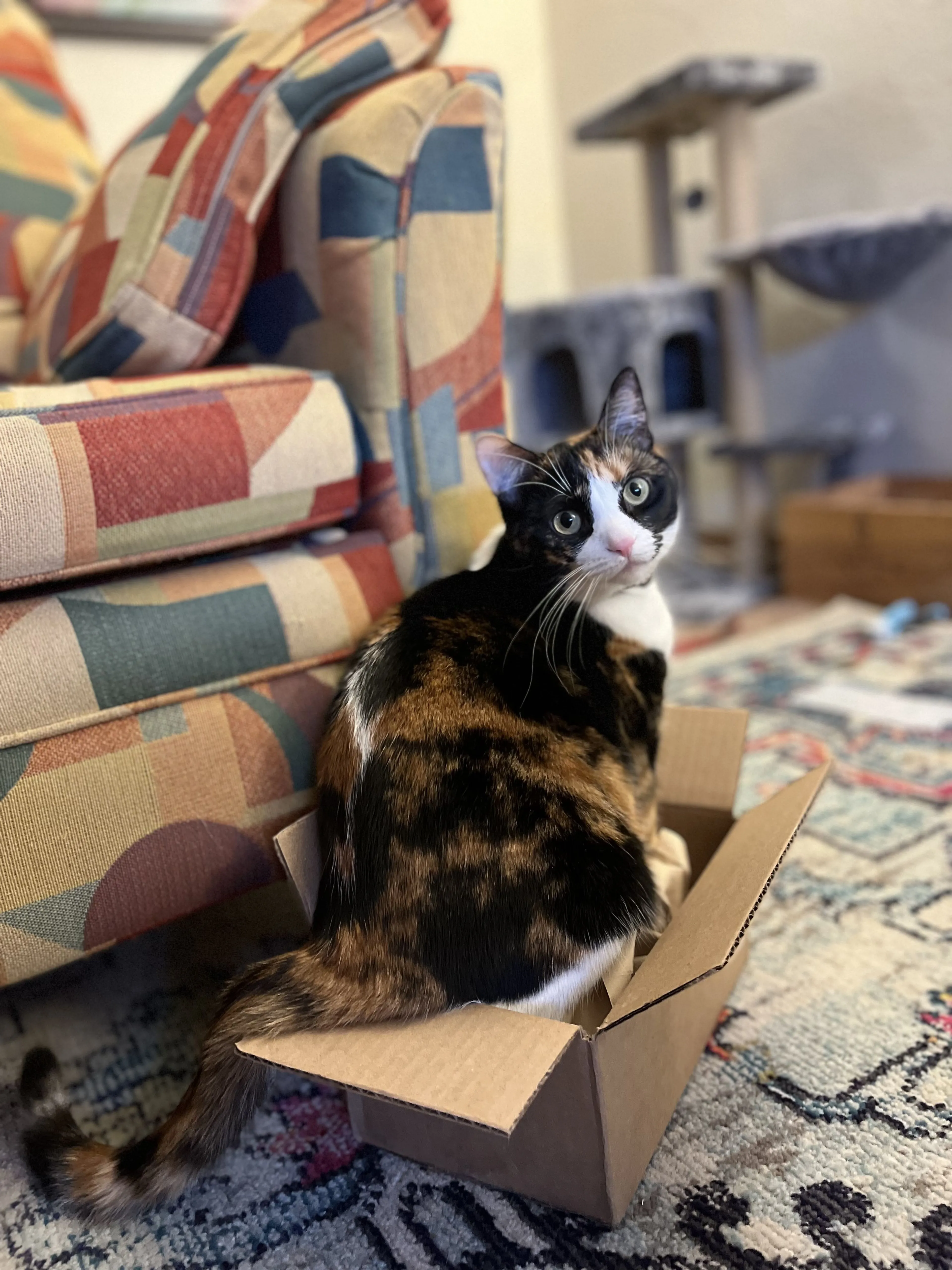 Lost pet-1