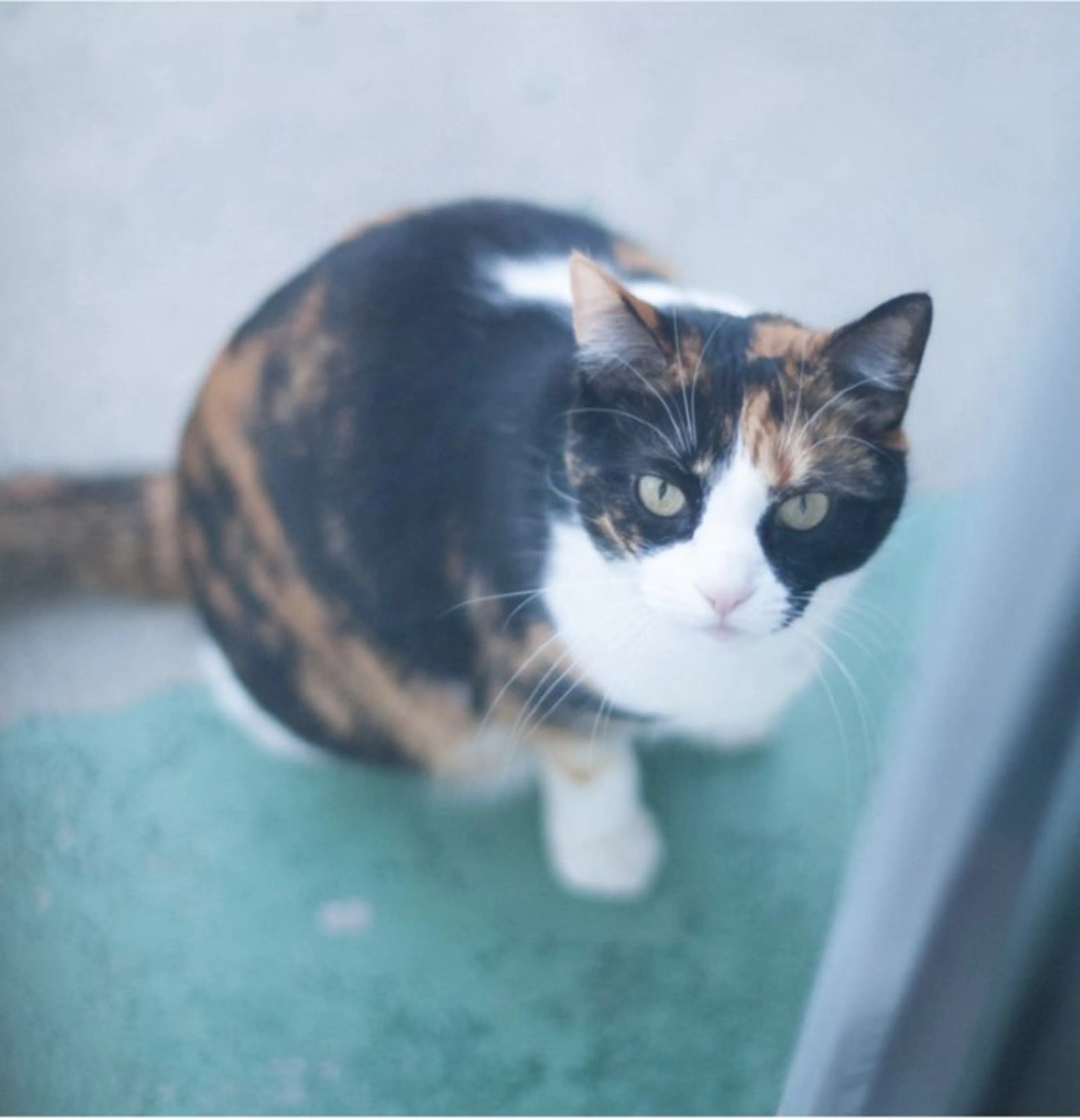 Lost pet-0