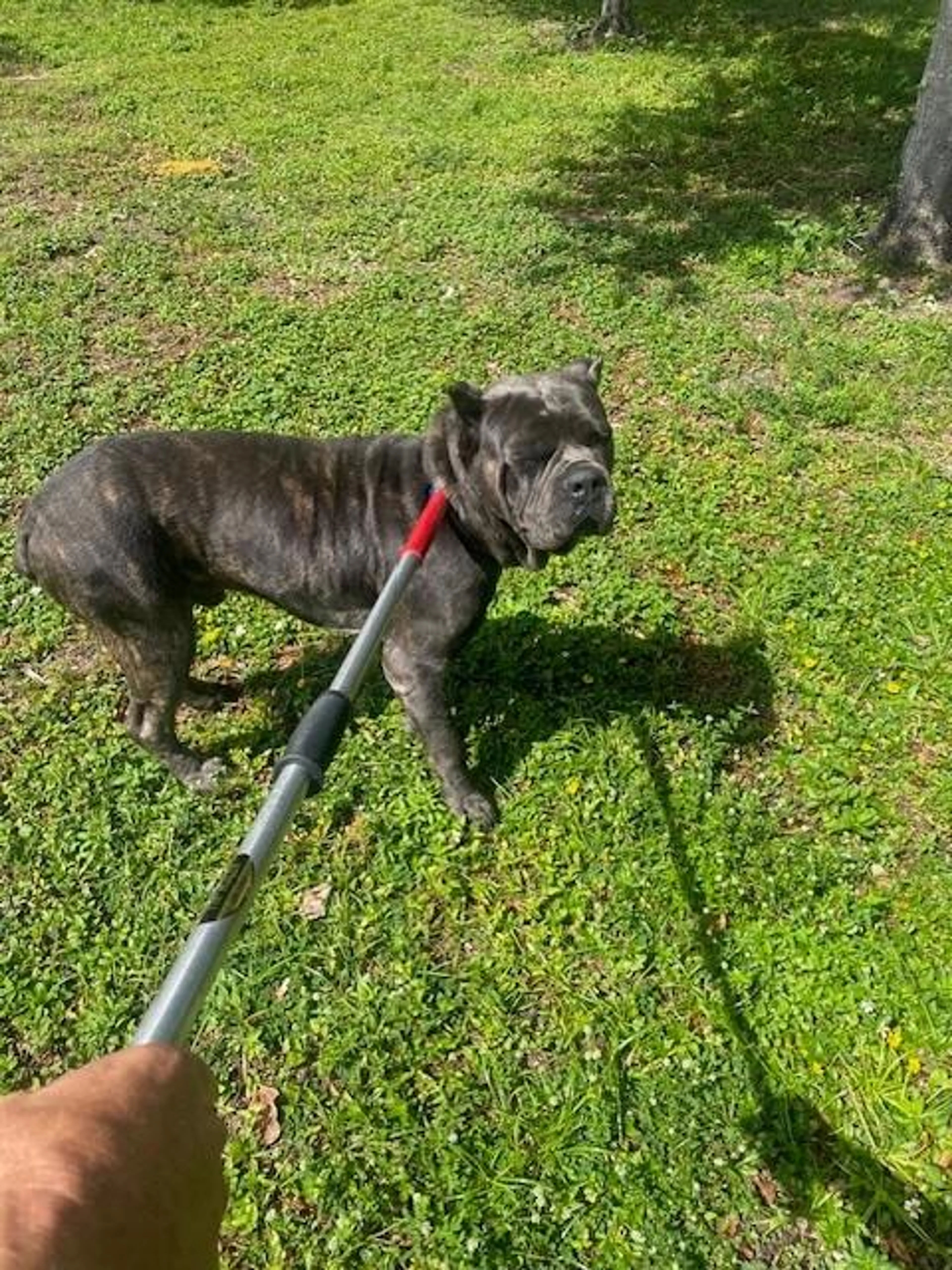 Found pet