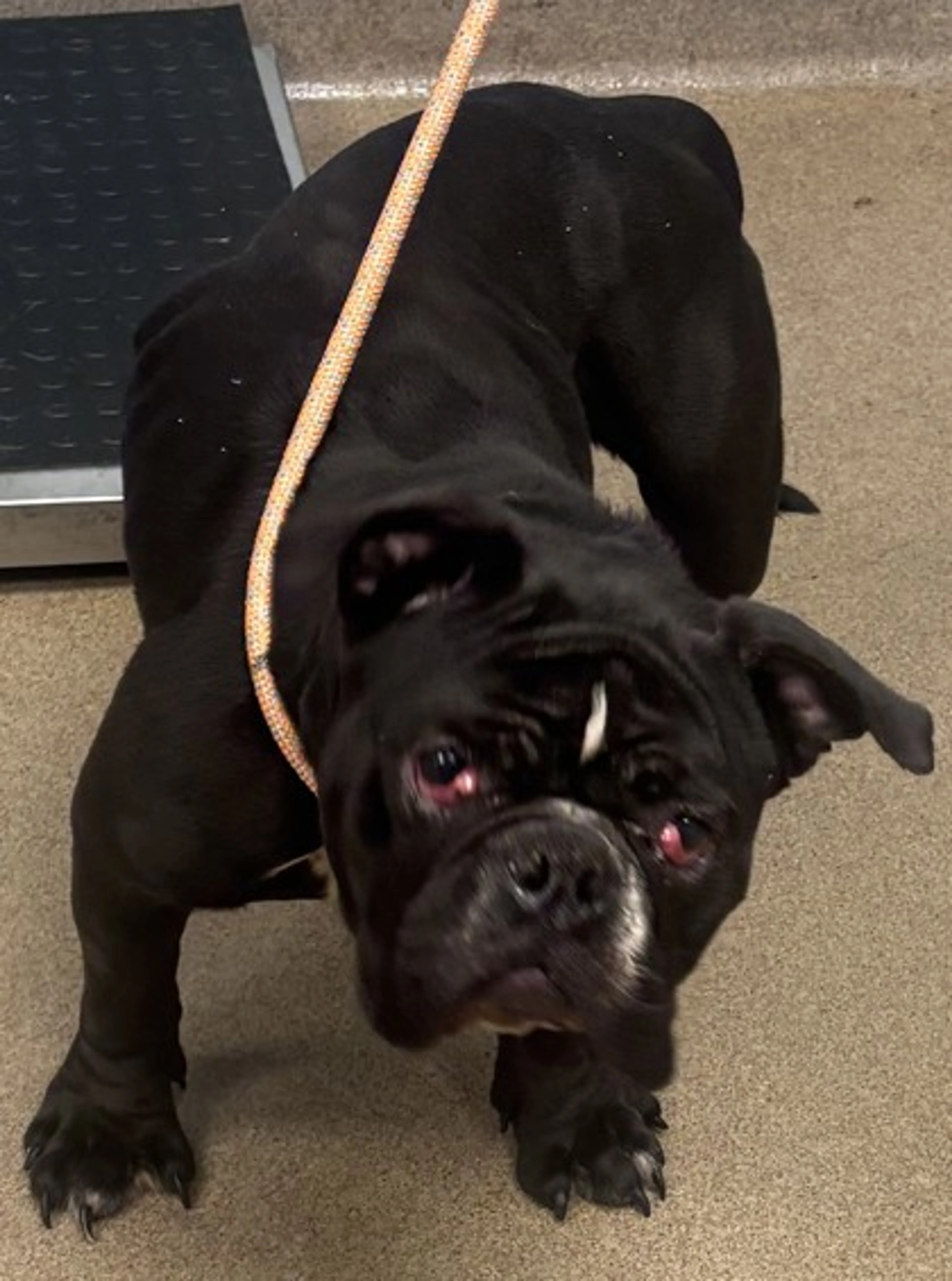 Found pet