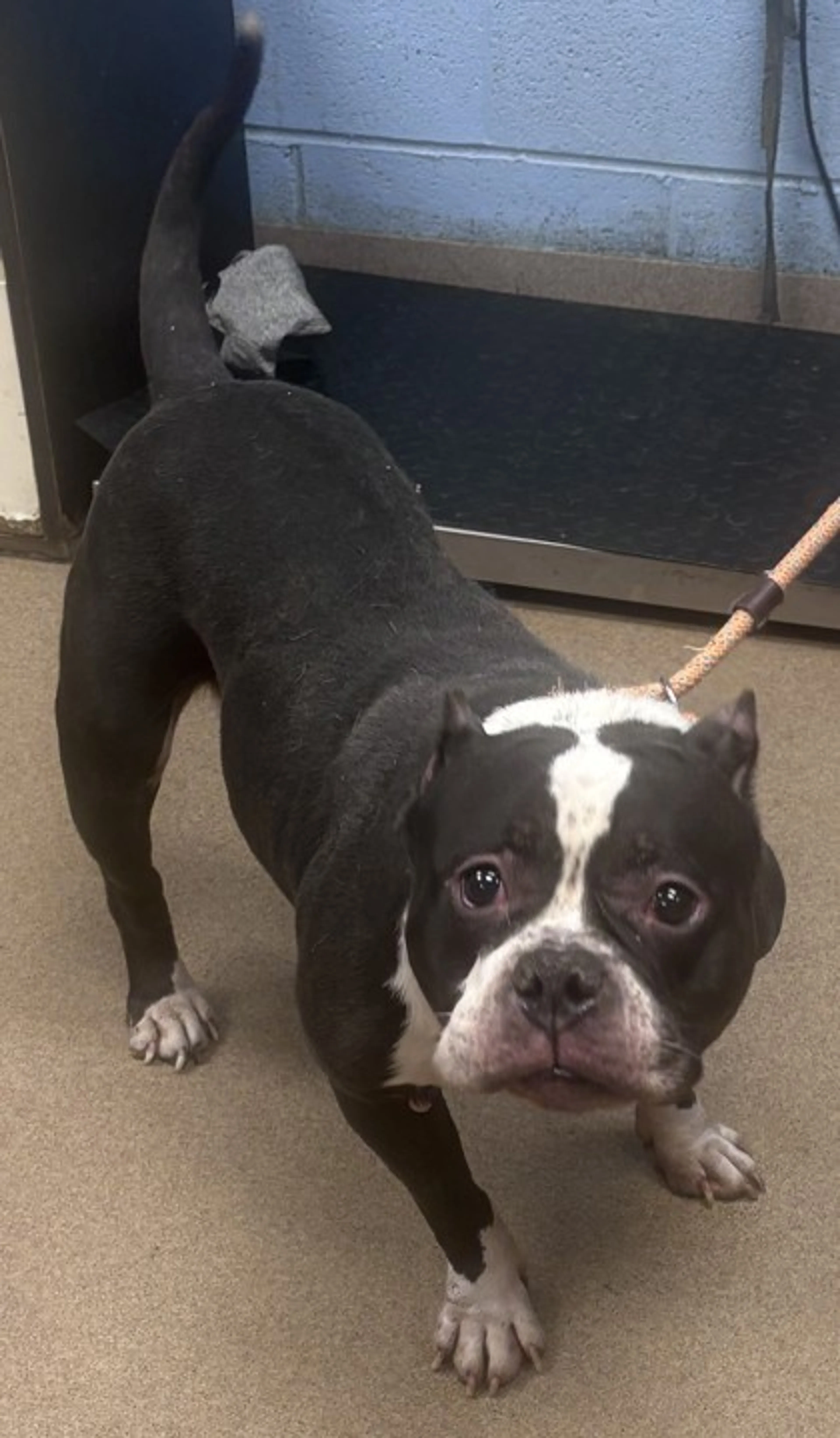 Found pet