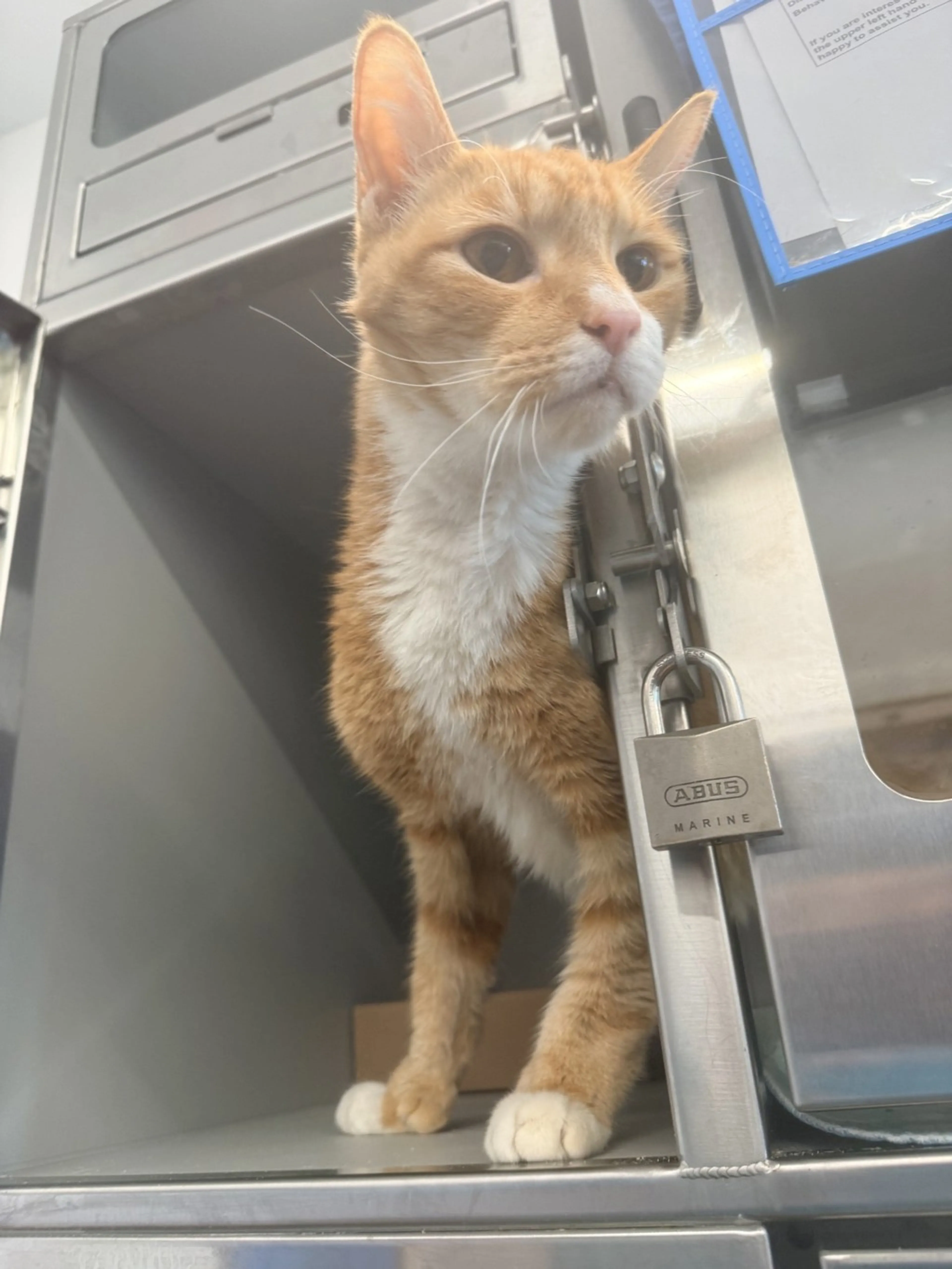 Found pet-3