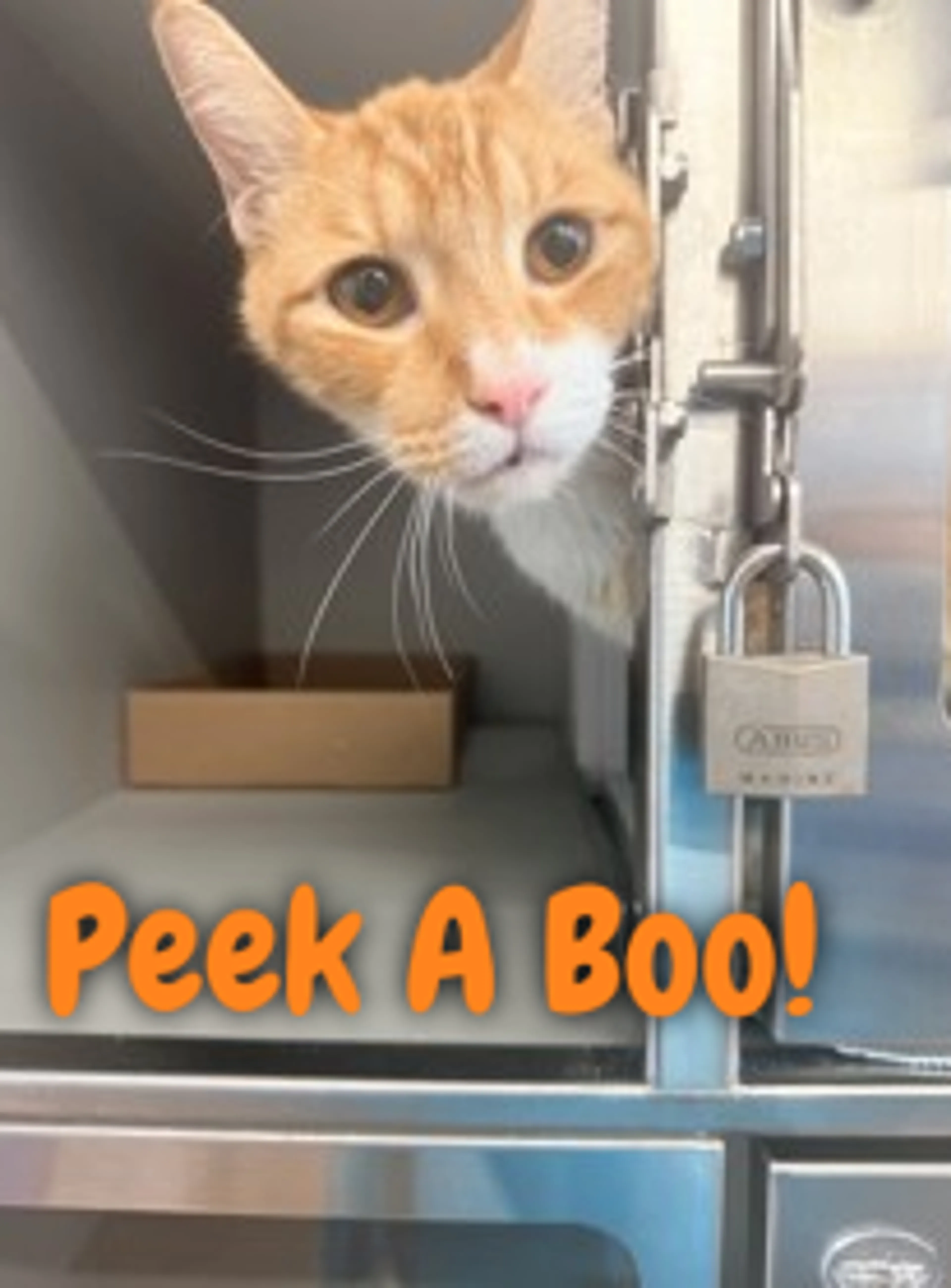 Found pet-0
