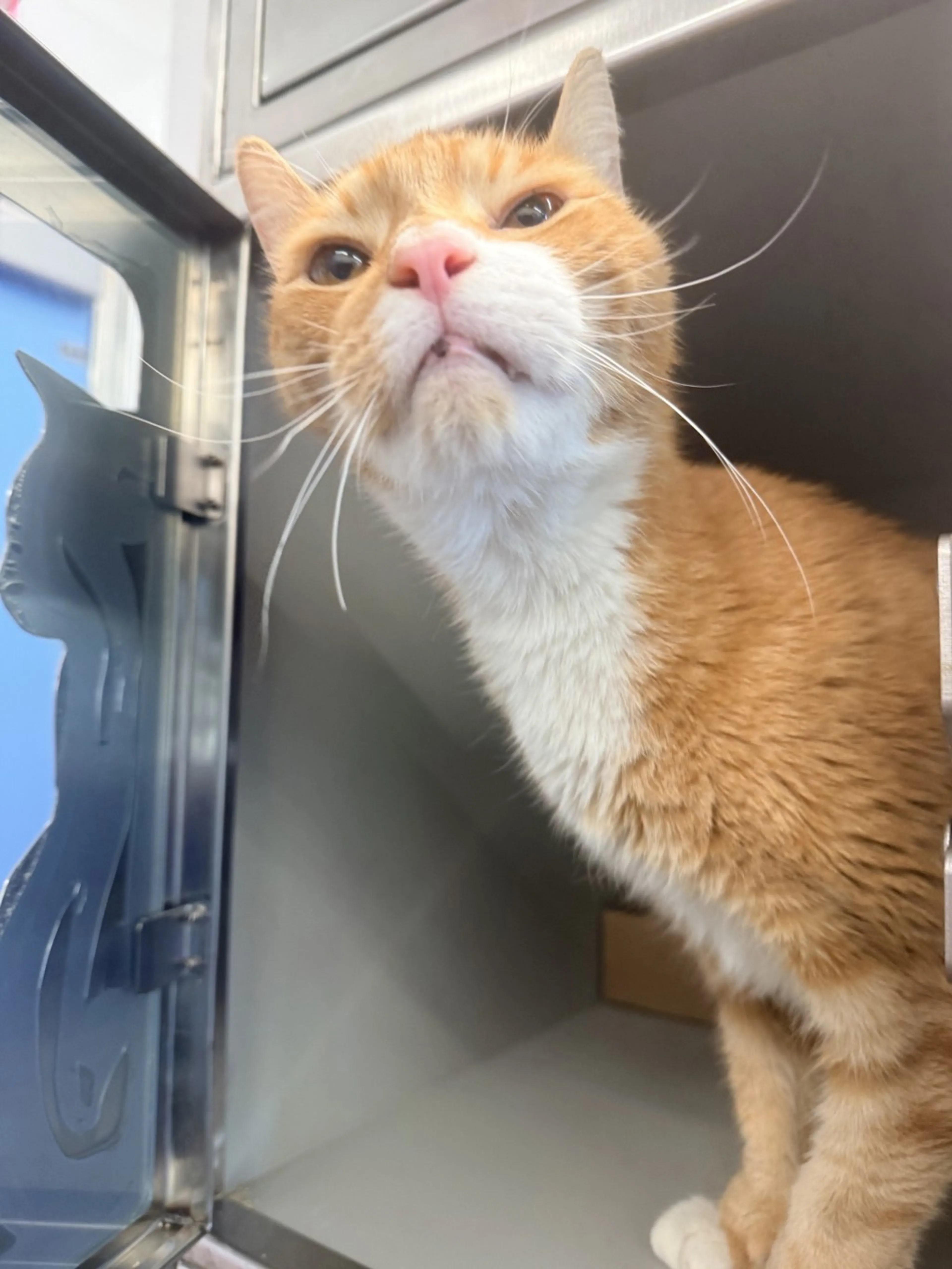 Found pet-4