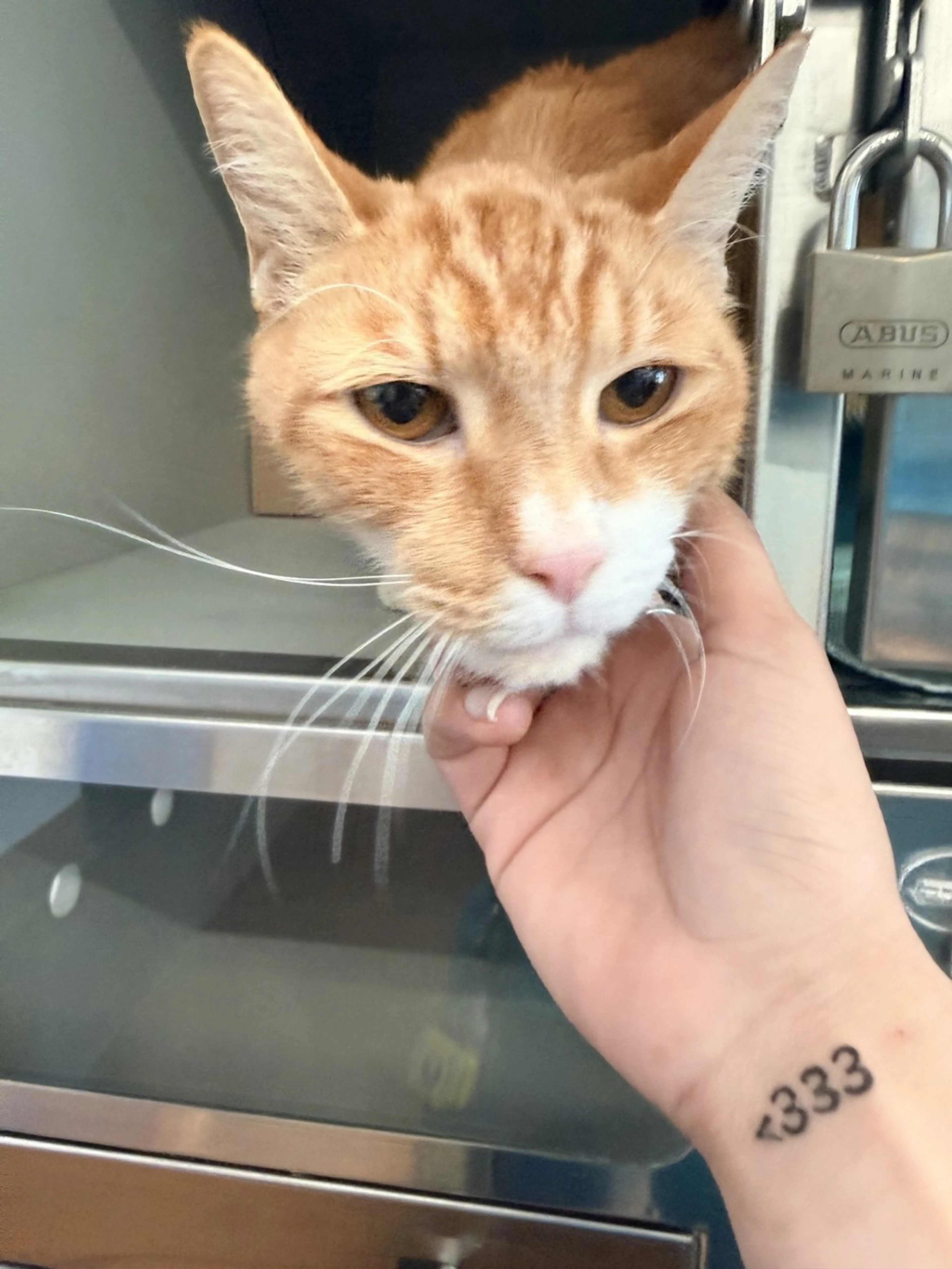 Found pet-1