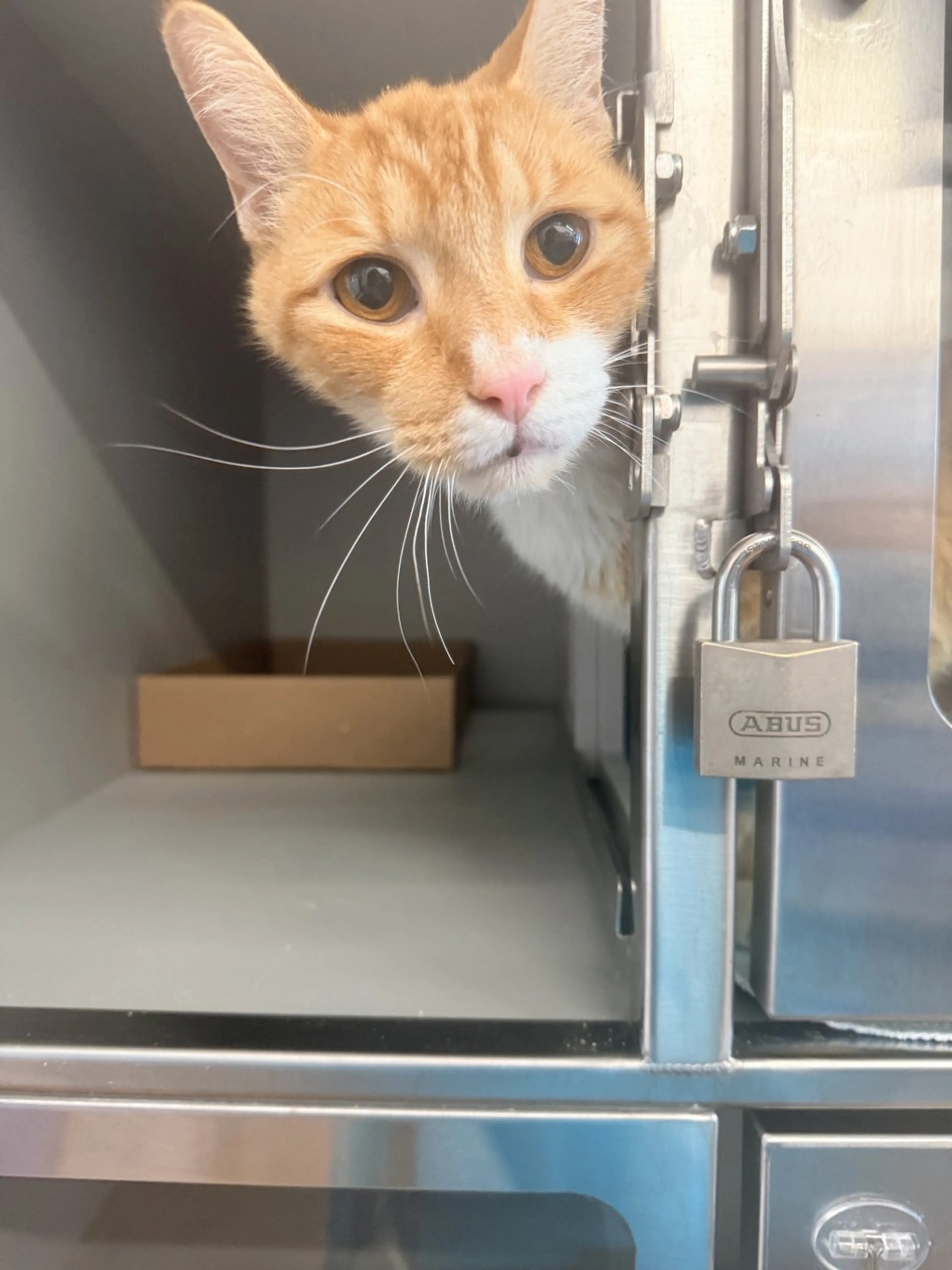 Found pet-2