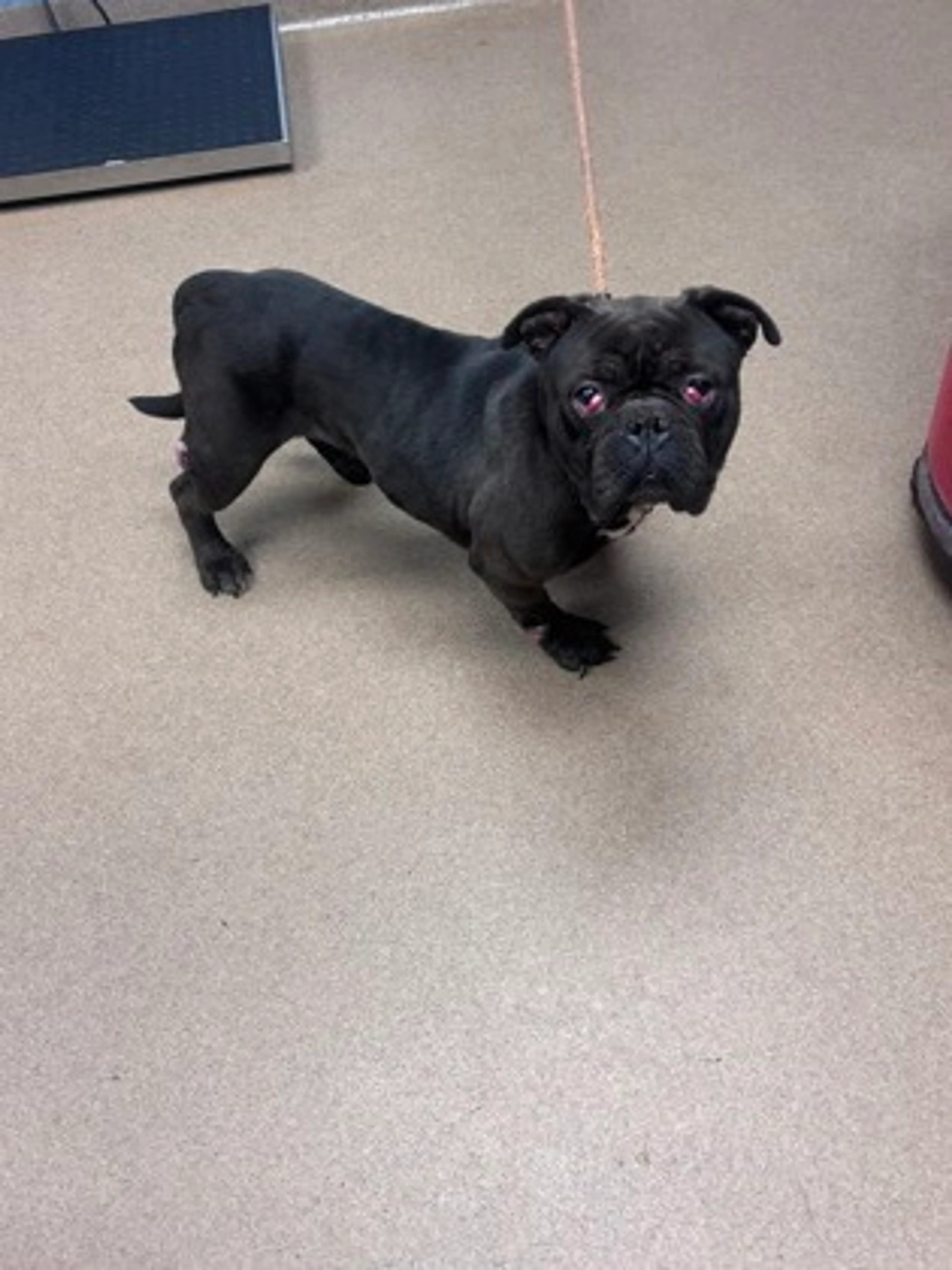 Found pet
