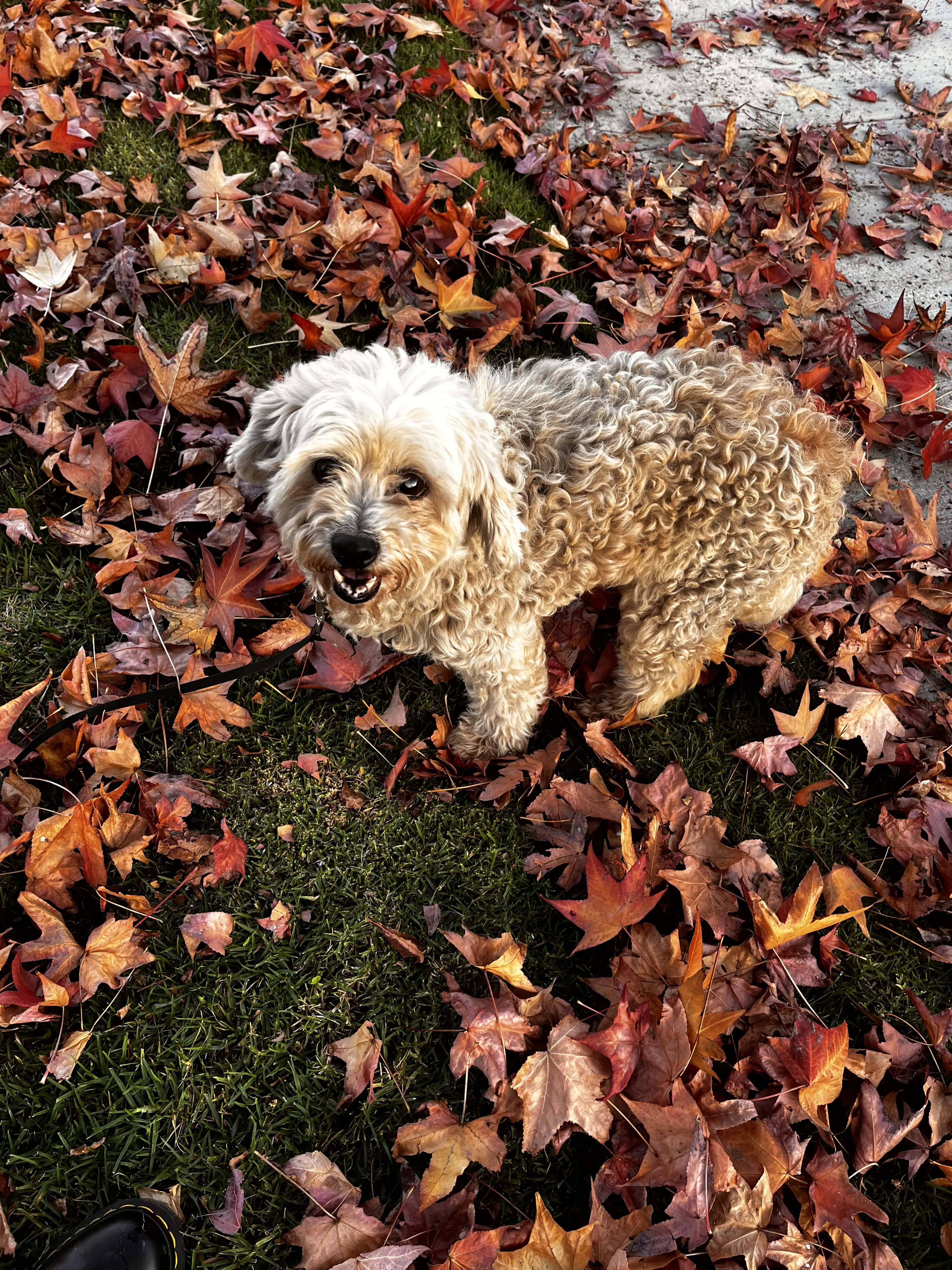 Lost pet-1