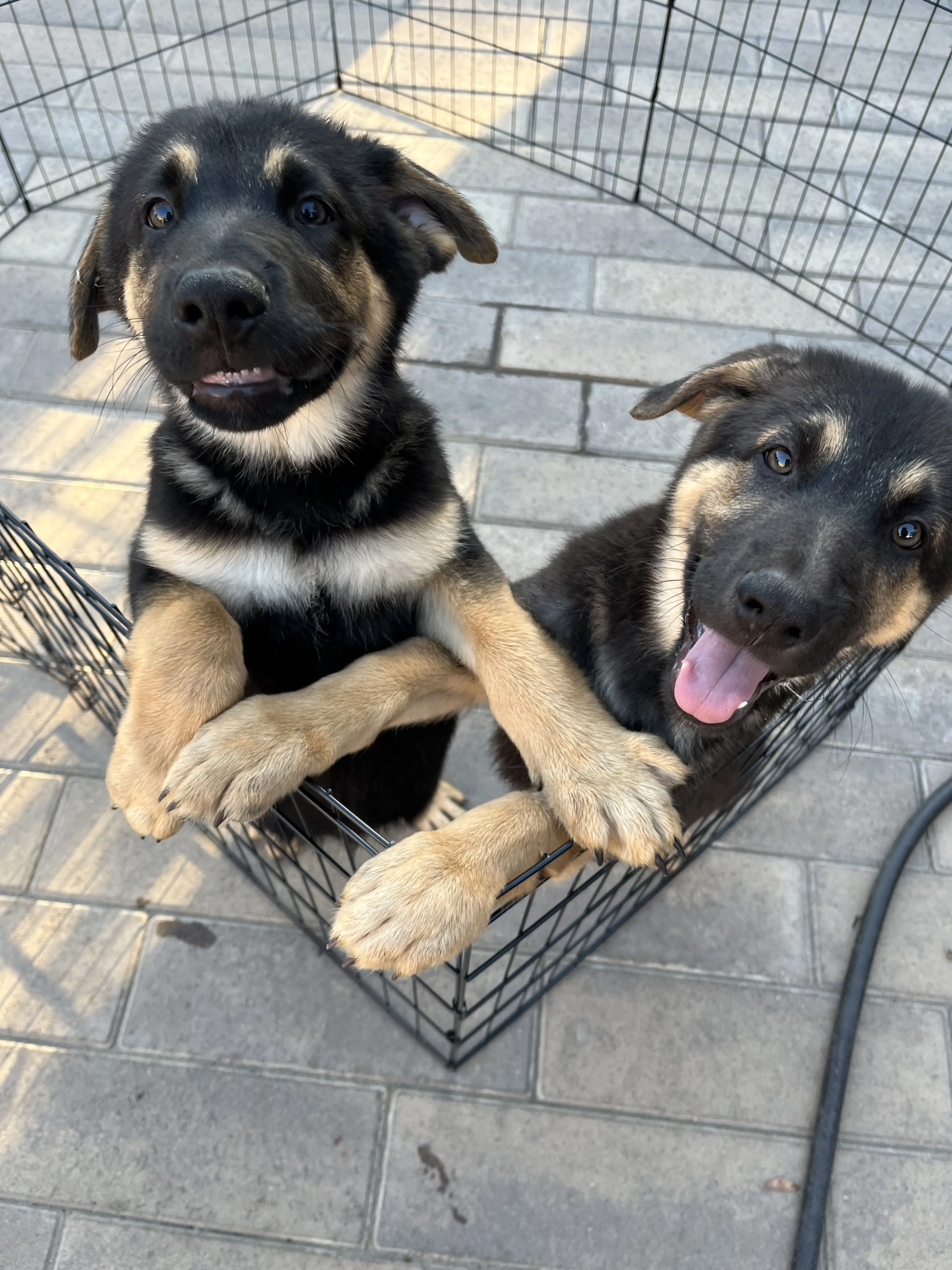 Lost pet-2